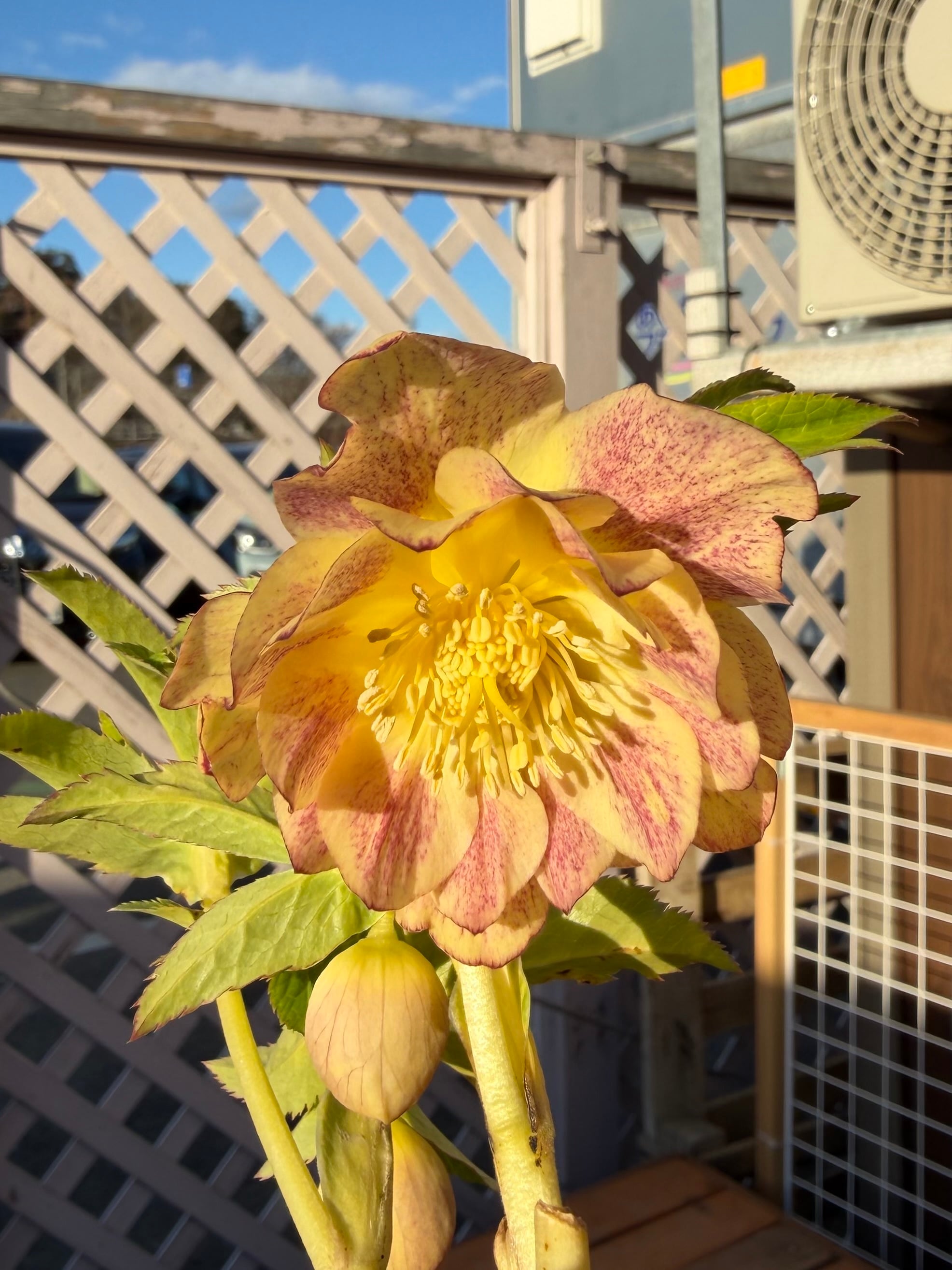 プリマヴェーラゴールド 加藤農園 クリスマスローズ【Ka92】送料無料