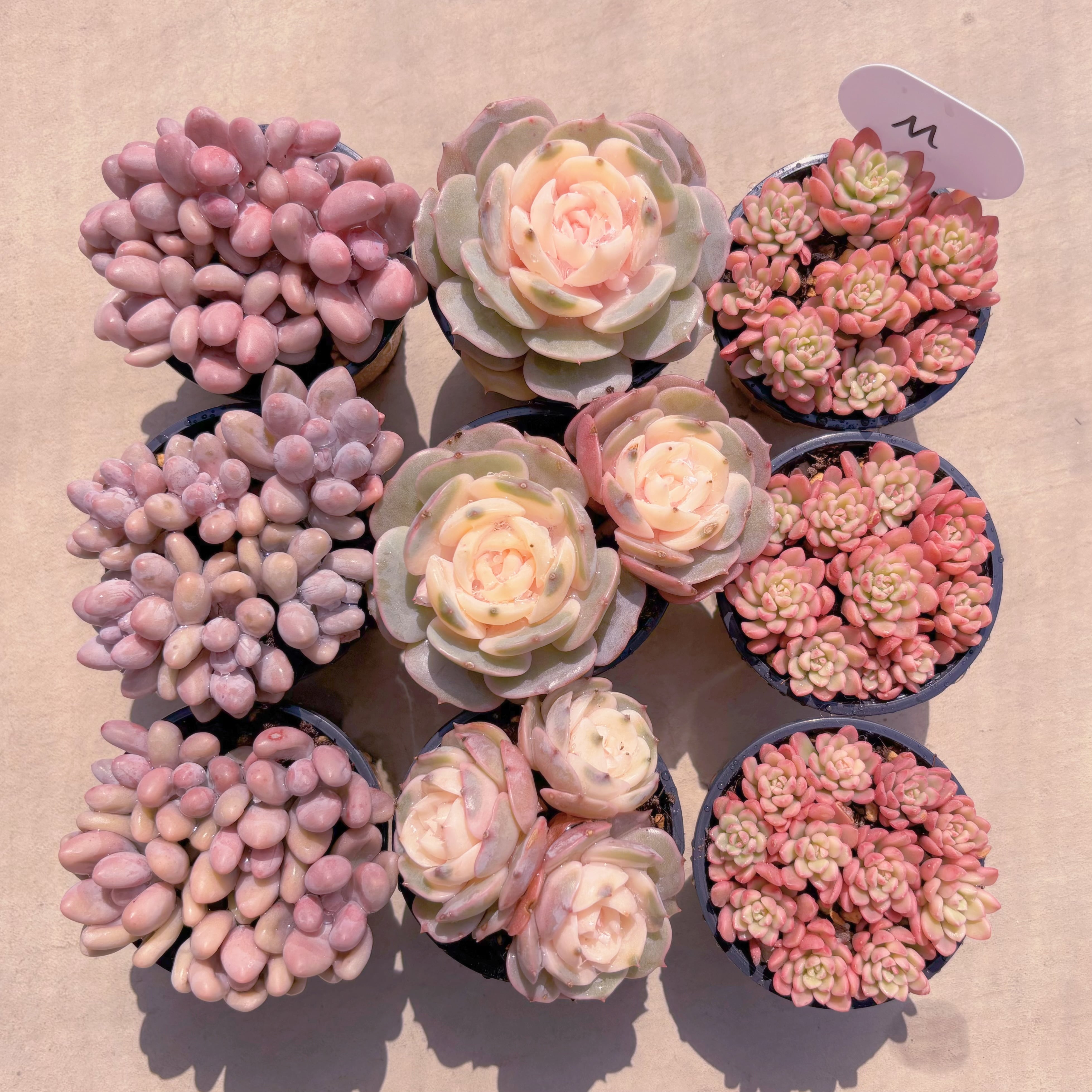 BASE販売会セットM