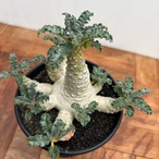 Dorstenia lavrani【ドルステニア・ラブラニー】