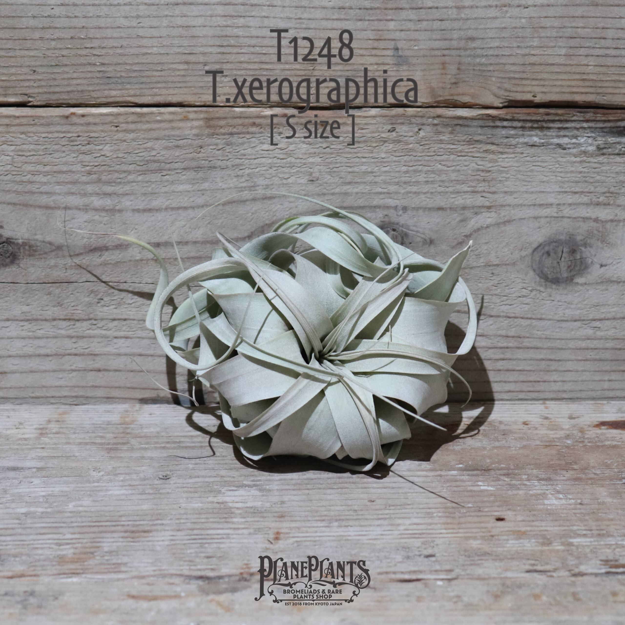【送料無料】キセログラフィカ S 〔エアプランツ〕現品発送T1248