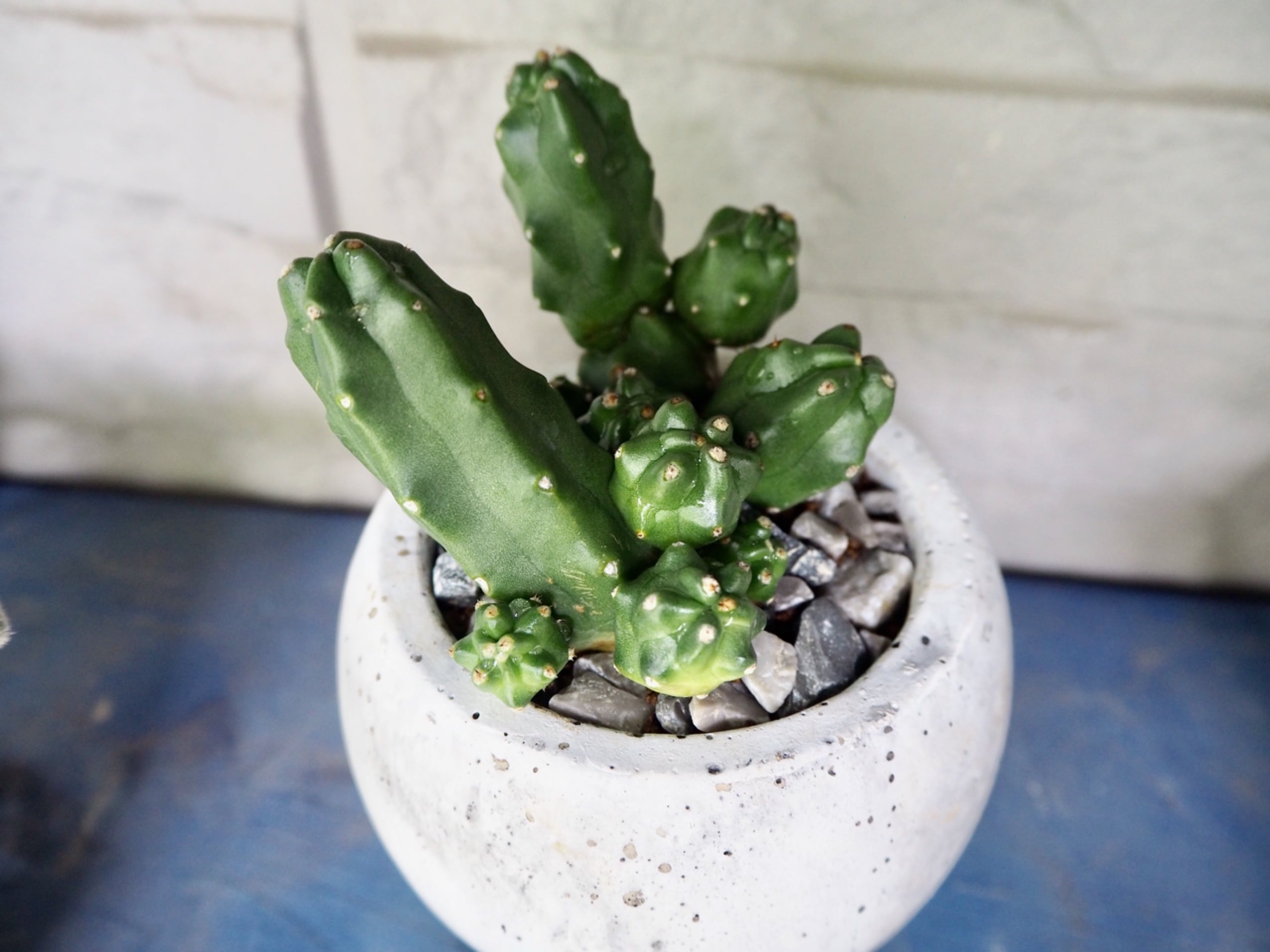 桃太郎 | 多肉植物デイジーアンドビー