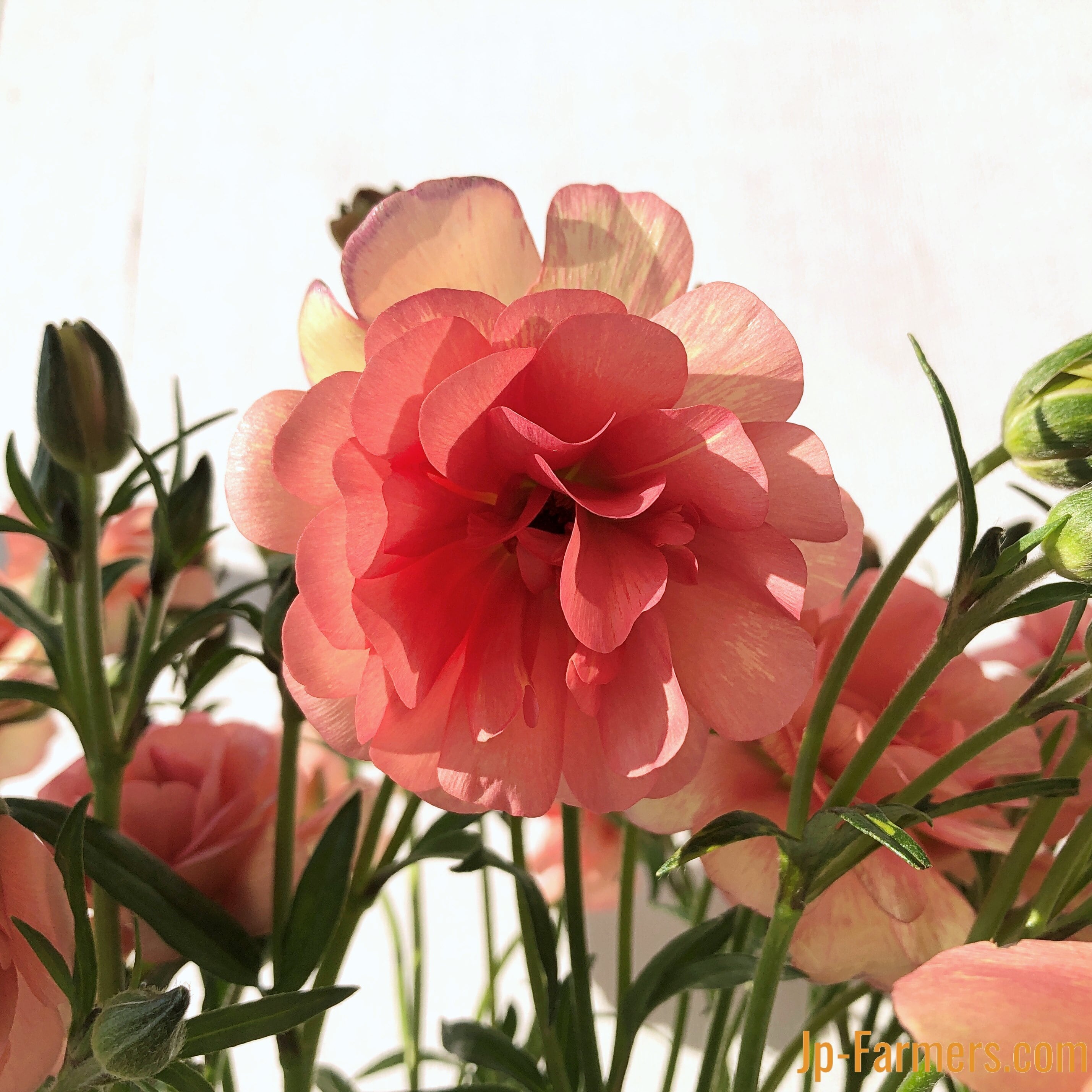 ラナンキュラス 『ラックスエリス 』10本 | 新鮮お花問屋 Jp-Farmers.com