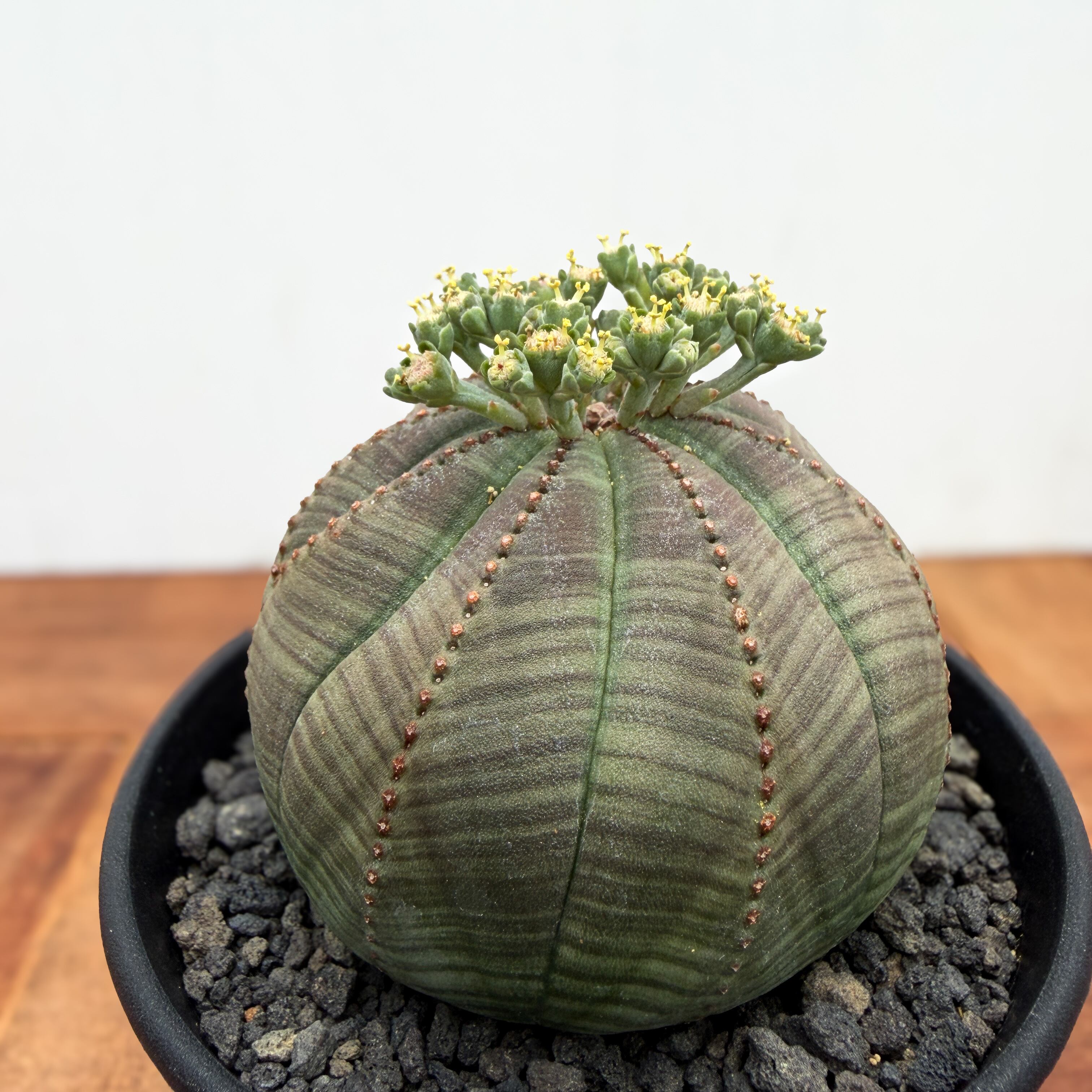 Y*n様 ユーフォルビア　オベサ実生 Euphorbia obesa【ユーフォルビア・オベサ・実生】 | RIMO'S GREEN