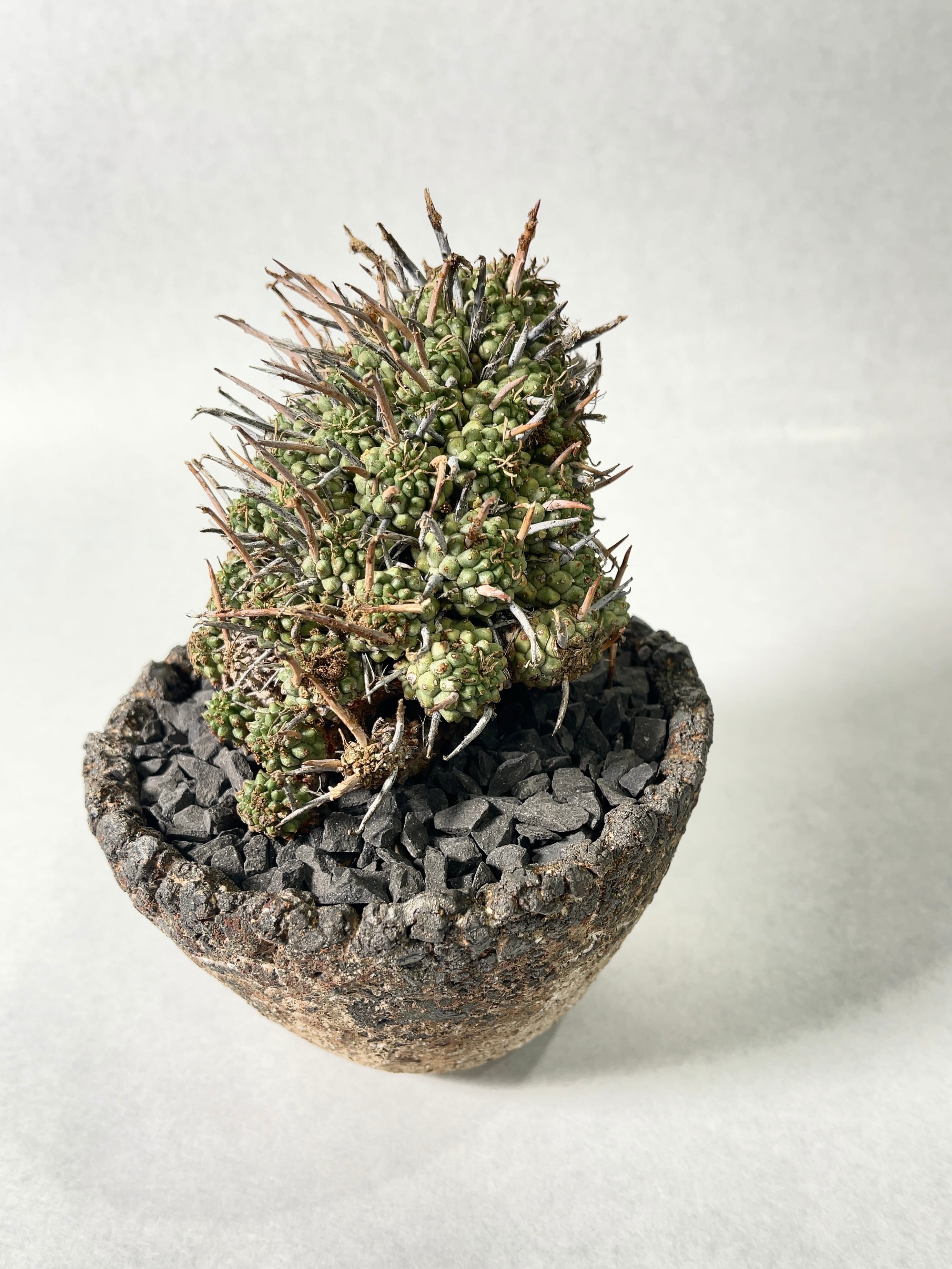 ユーフォルビア ムルチセプス（多頭キリン） 実生③ isla del pescado - Euphorbia multiceps-多頭キリン