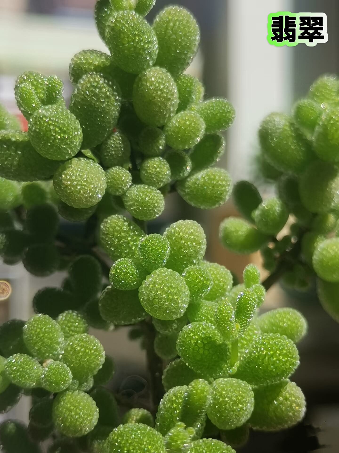 新入荷 多肉植物 ドロサンテマム 翡翠 小苗 抜き苗 1株 | Pay ID