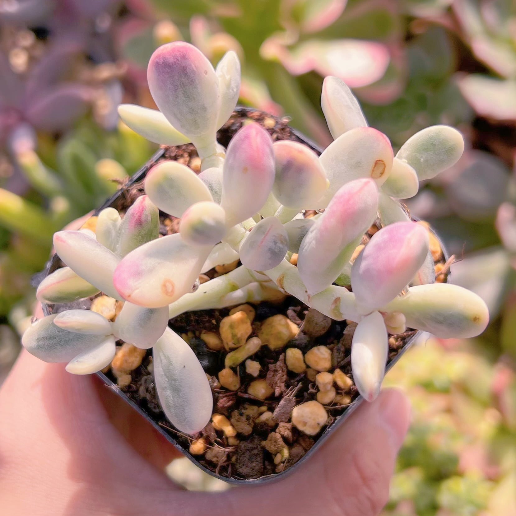 現品　達磨福娘錦#636   るる農園