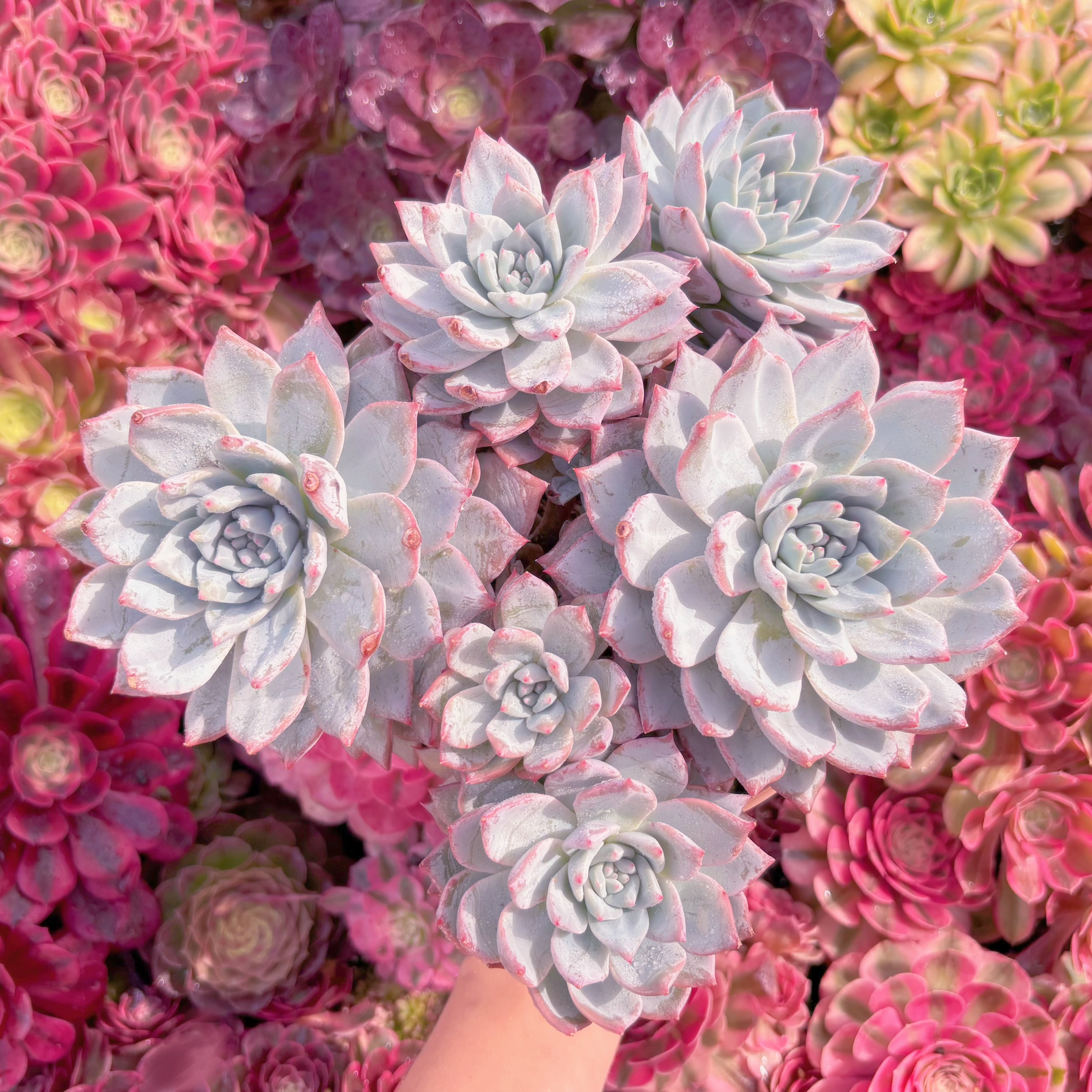 現品　Blue Bird#K441　特大群生　るる農園