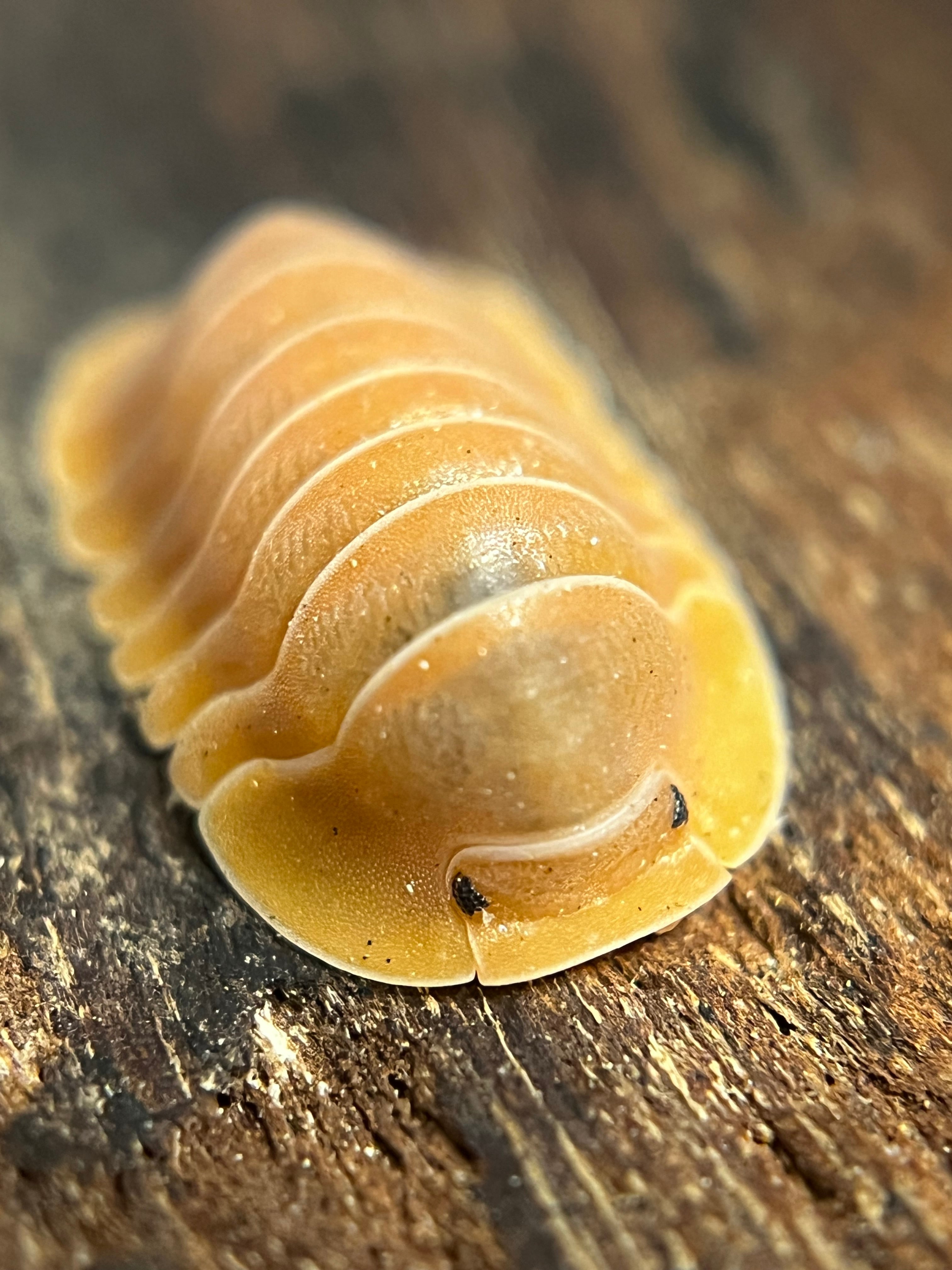 SHUNisopods ダンゴムシ、ワラジムシのお店