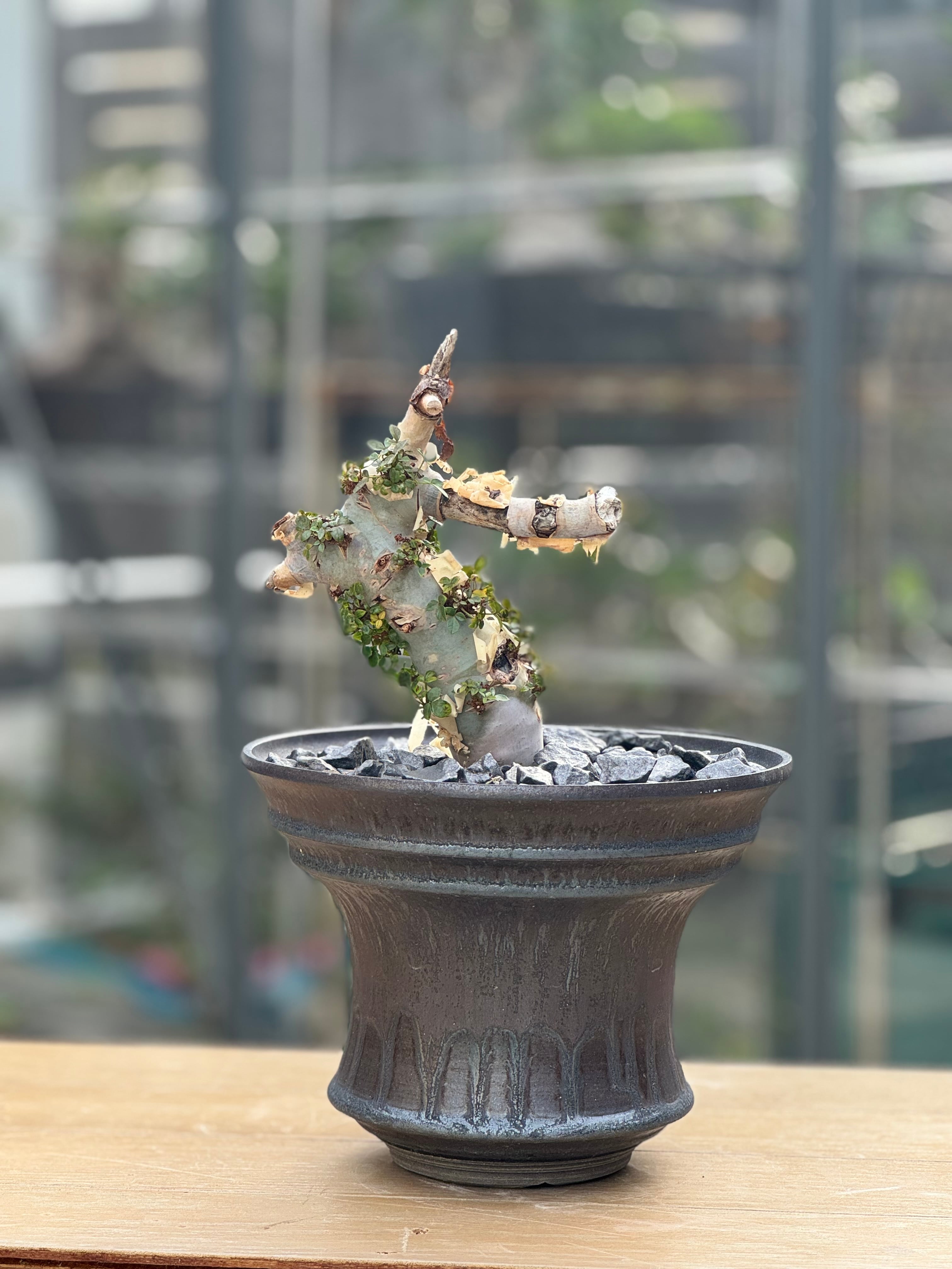 Commiphora kataf × deracine factory【店主コレクション株・数年管理