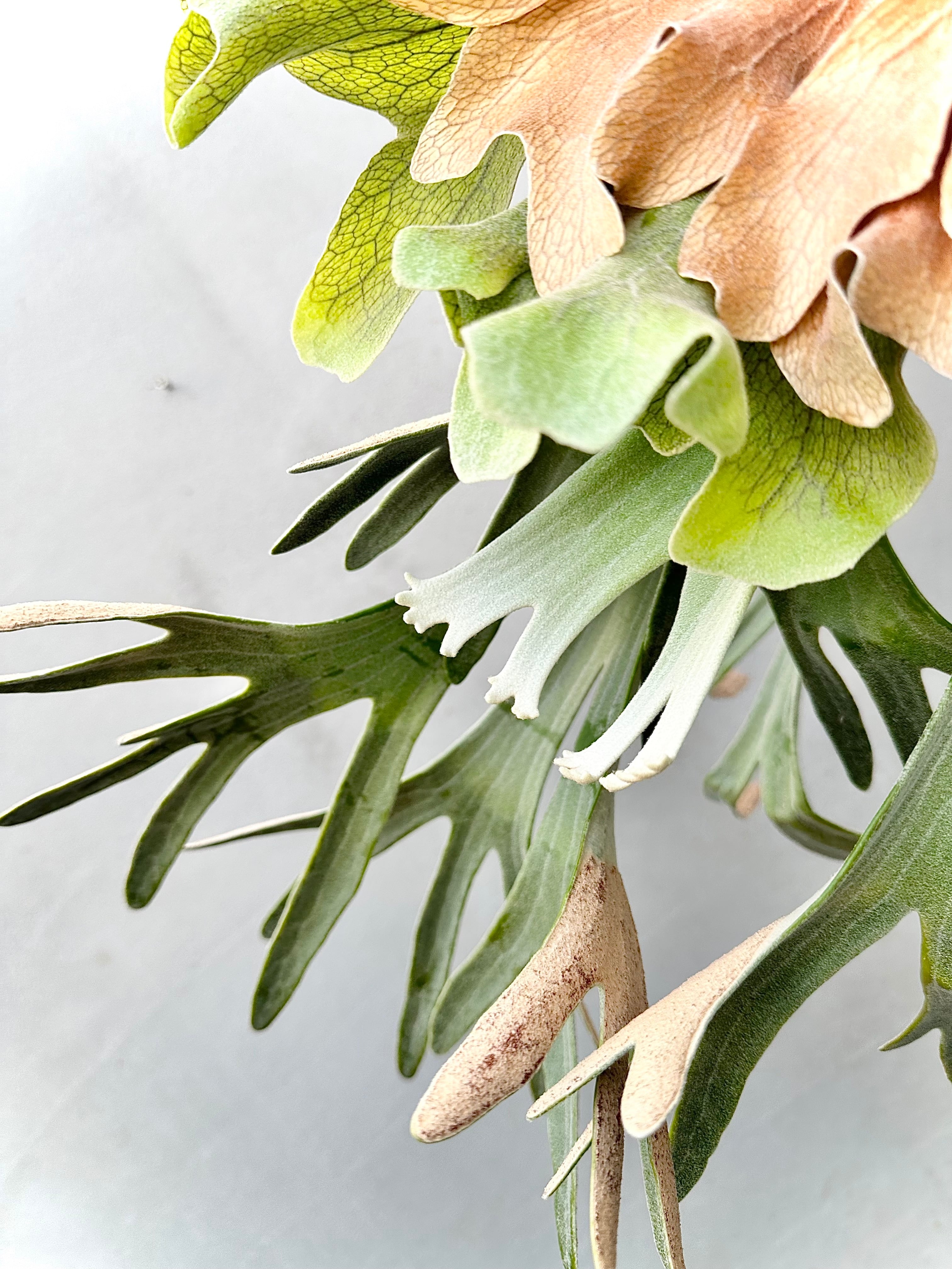 a) P. 'Platinum' Pewchan Snow Queen F303 ビカクシダ 'プラチナム