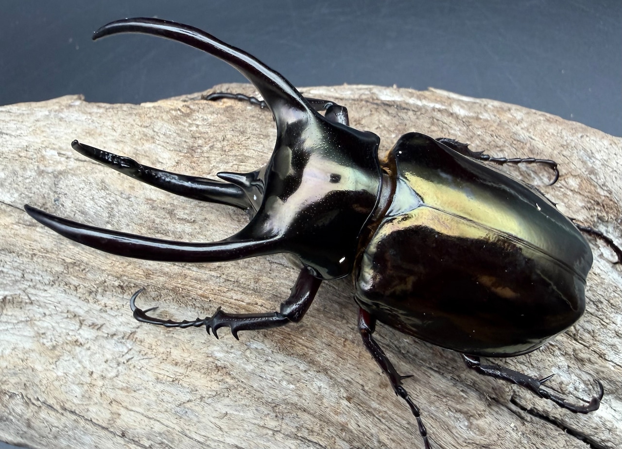 【WD】《アトラスオオカブト スマトラ島産 85mm ペア》