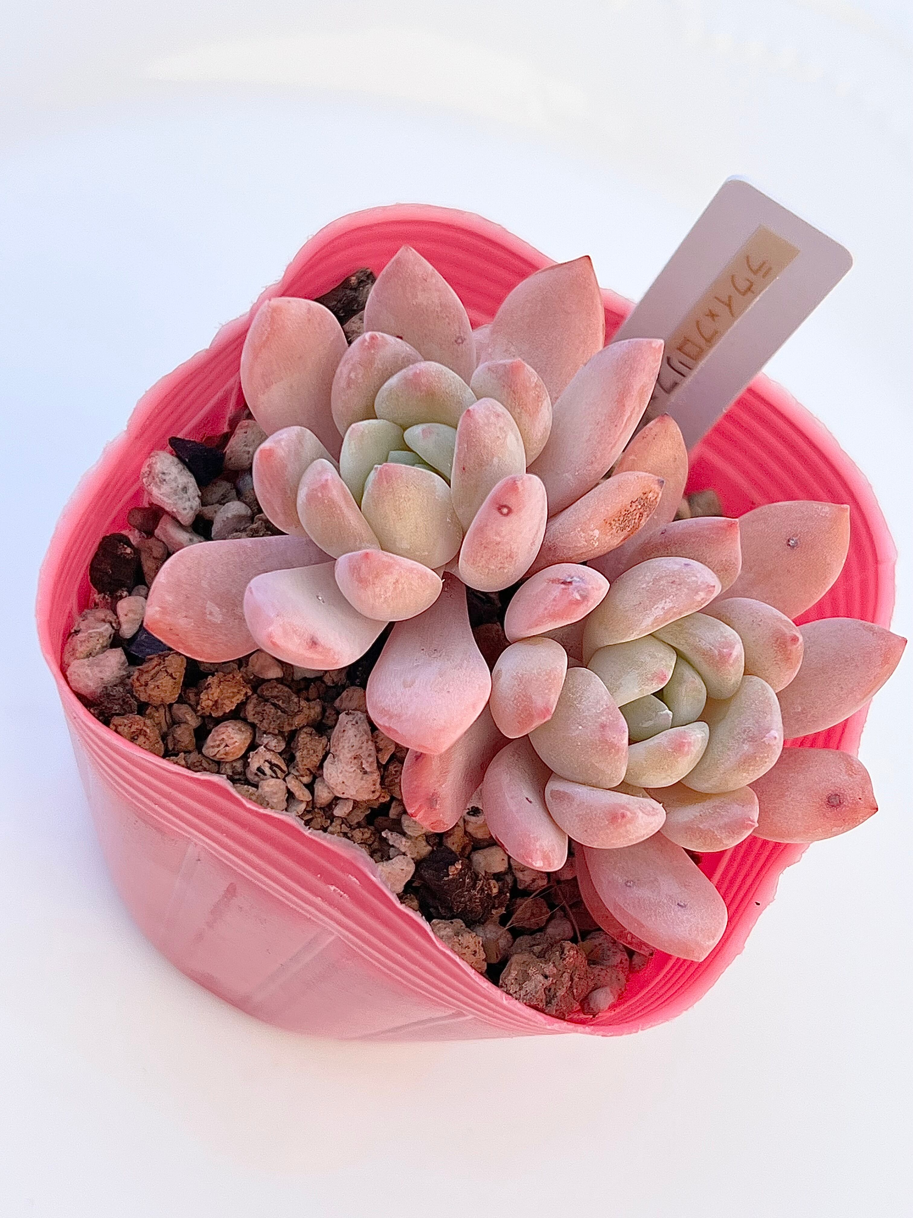 多肉植物 アエオニウム 孔雀白錦 美苗 #孔3 | Pay ID