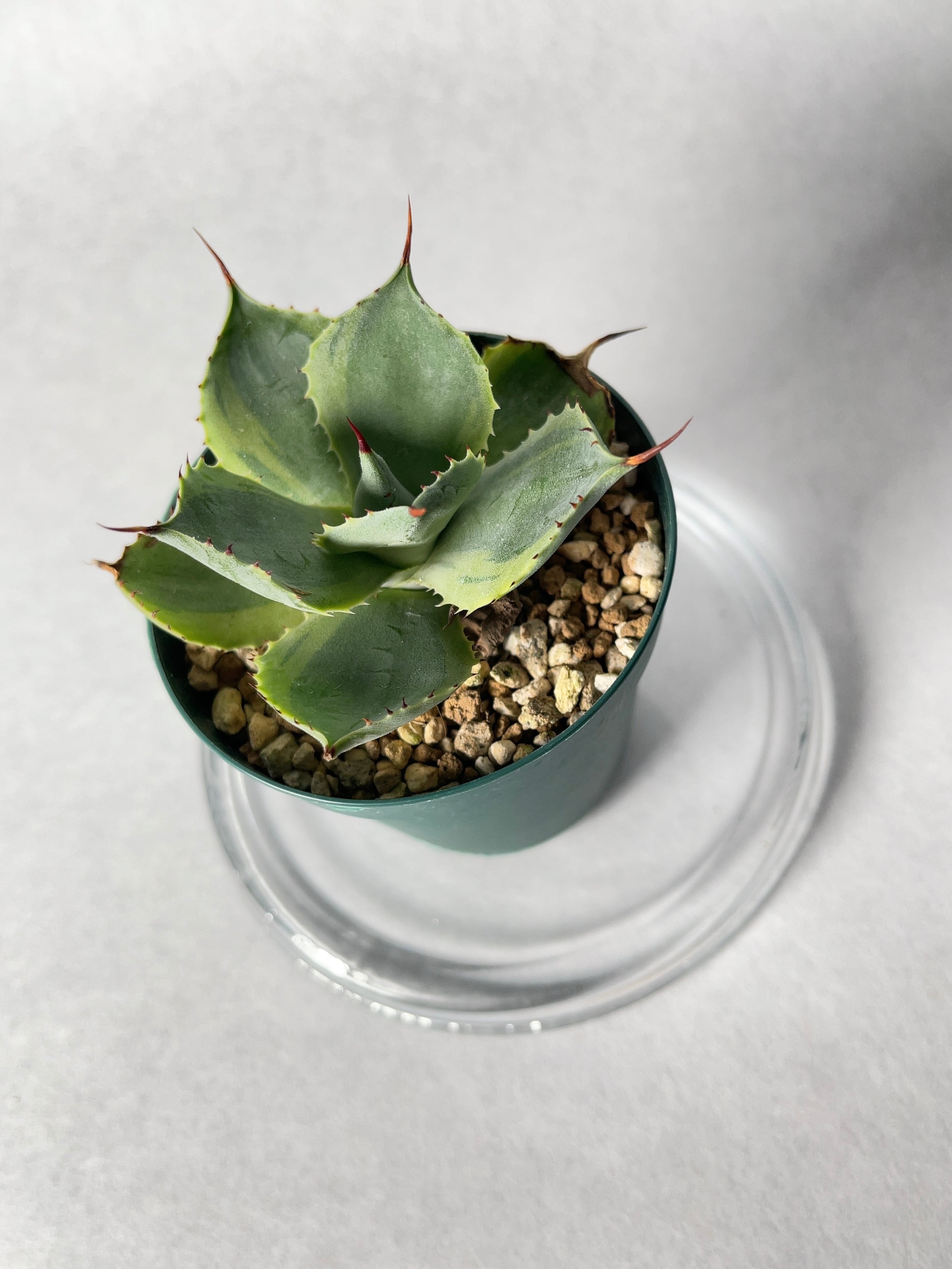 アガベ・ポタトラム・トレードウィンズ | trigger