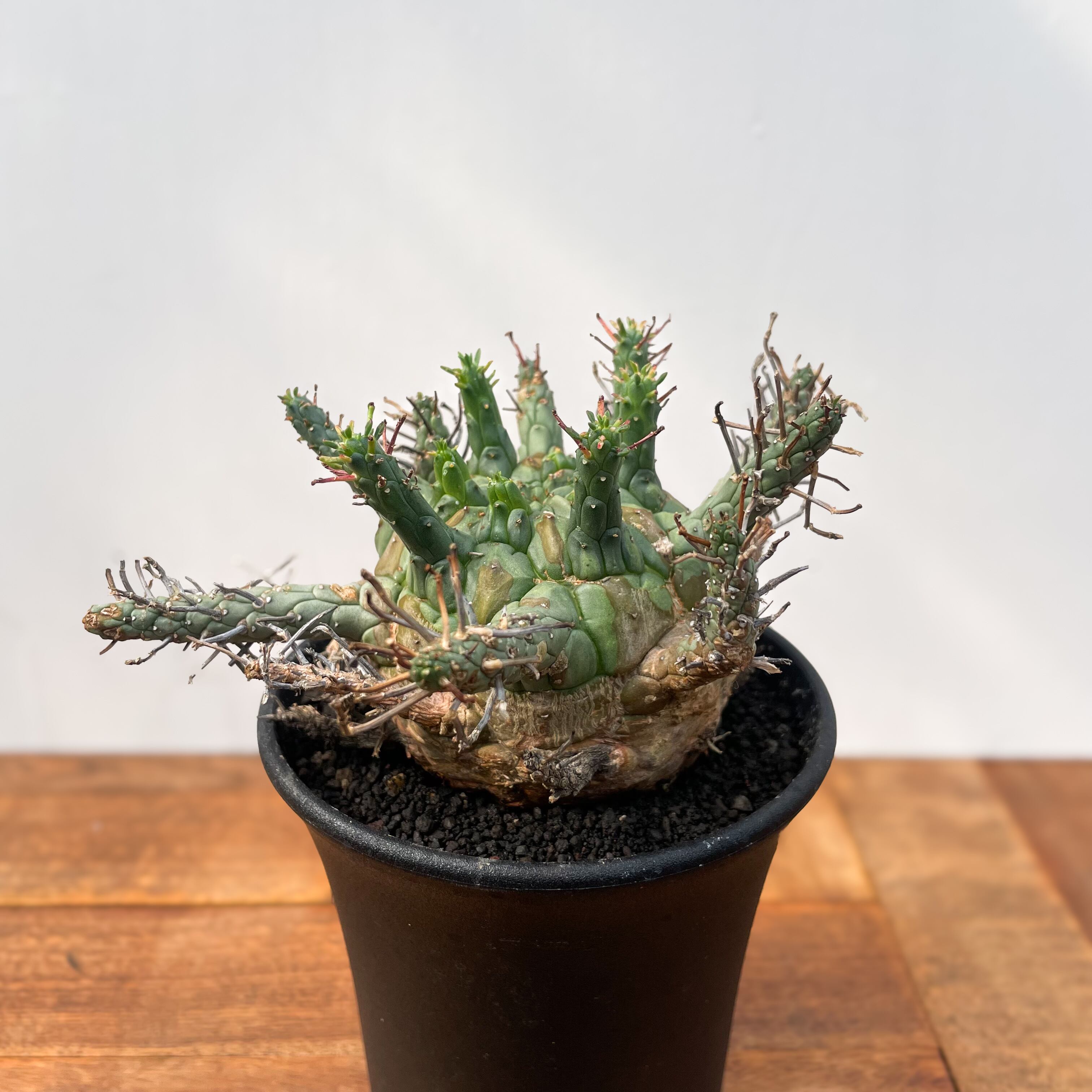 Euphorbia Decepta【ユーフォルビア・デセプタ】 | RIMO'S GREEN