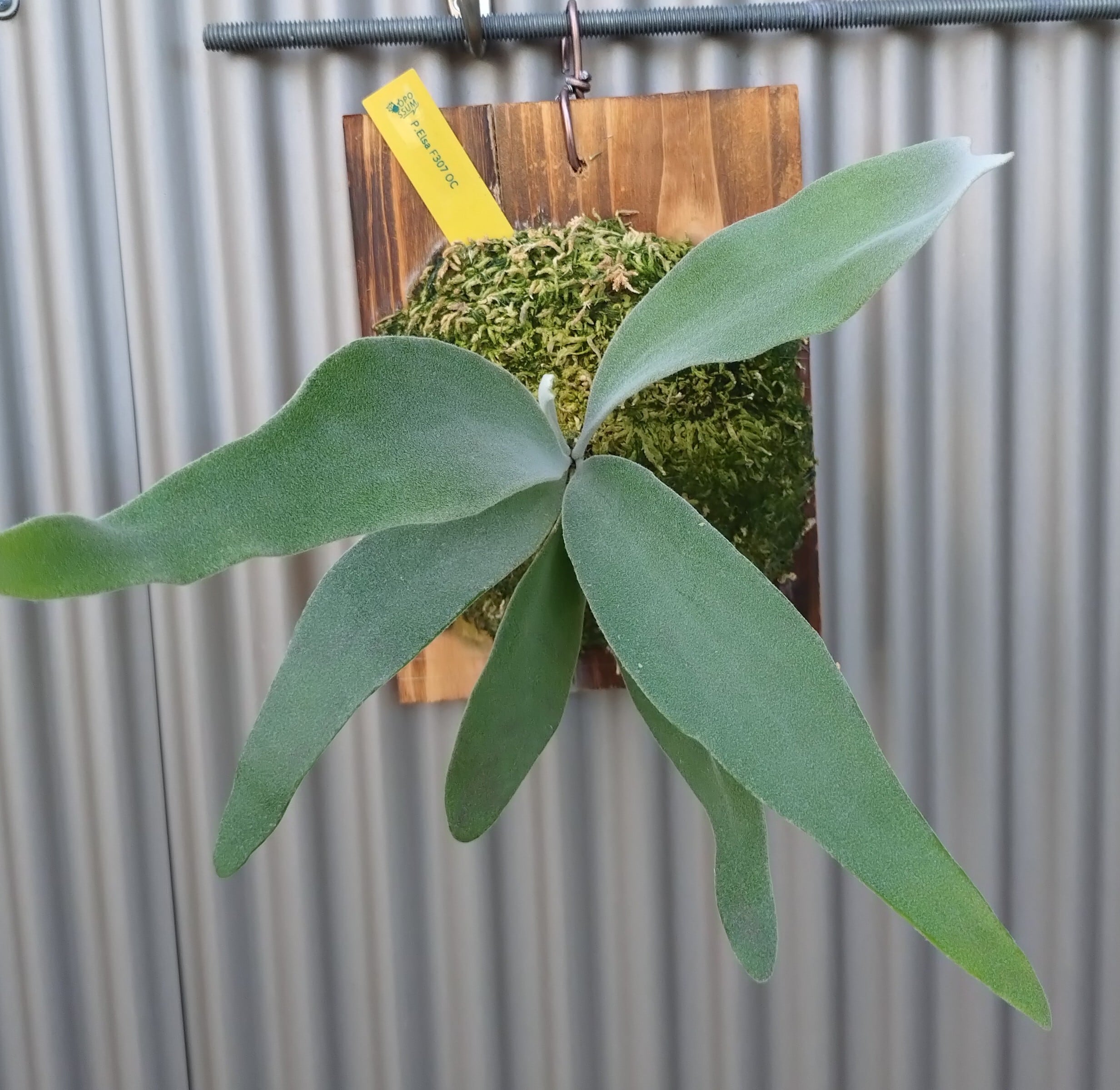 P. 細 Elsa oc. No.10 ビカクシダ エルサ 