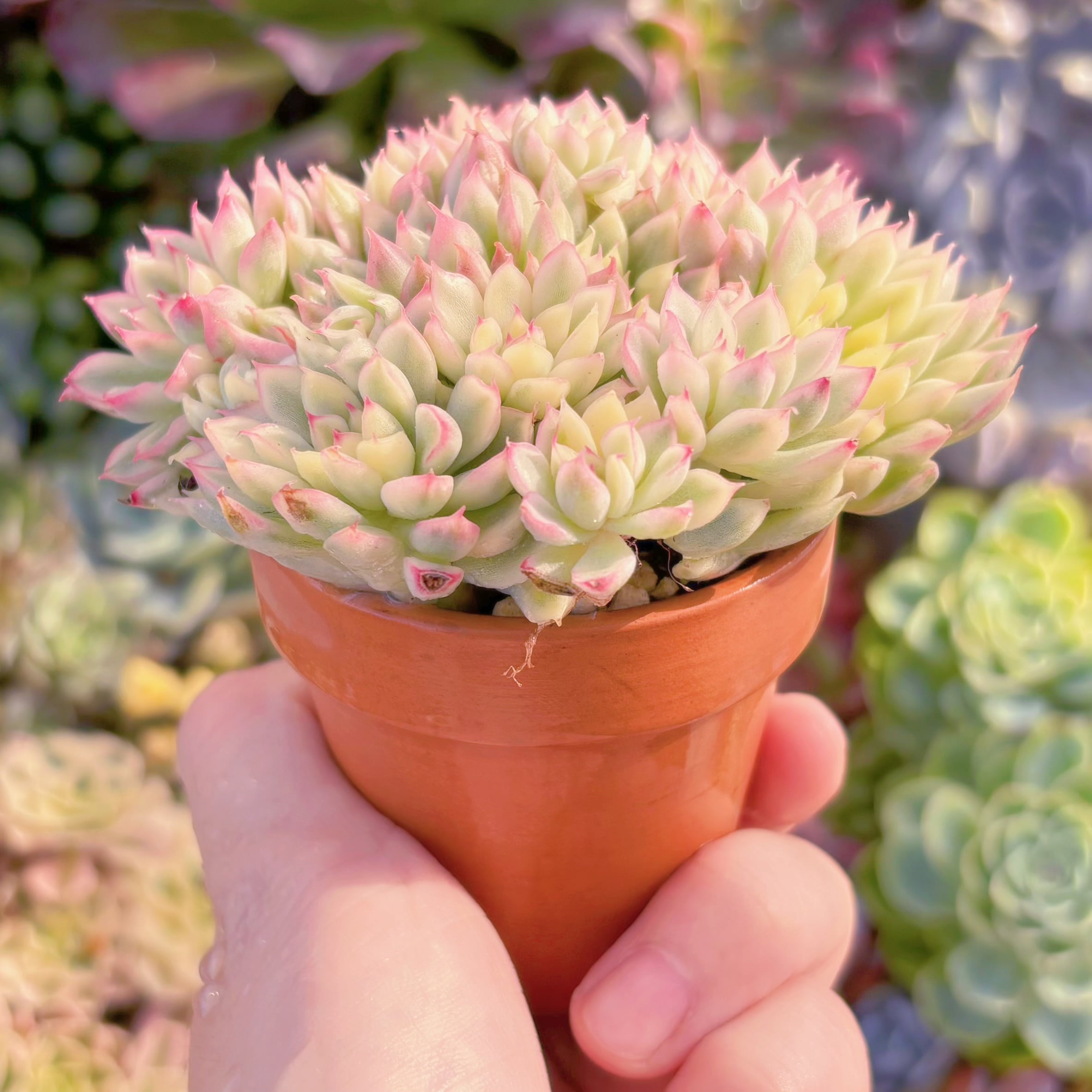 多肉植物 女雛錦 群生 新入荷 るる農園 | るる農園~多肉植物専門