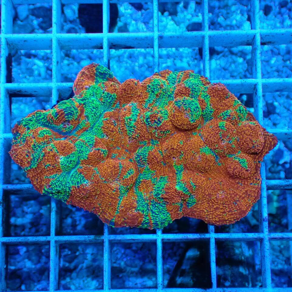 キッカサンゴフラグ『Space Invaders Mycedium Chalice』☆海賊乃珊瑚