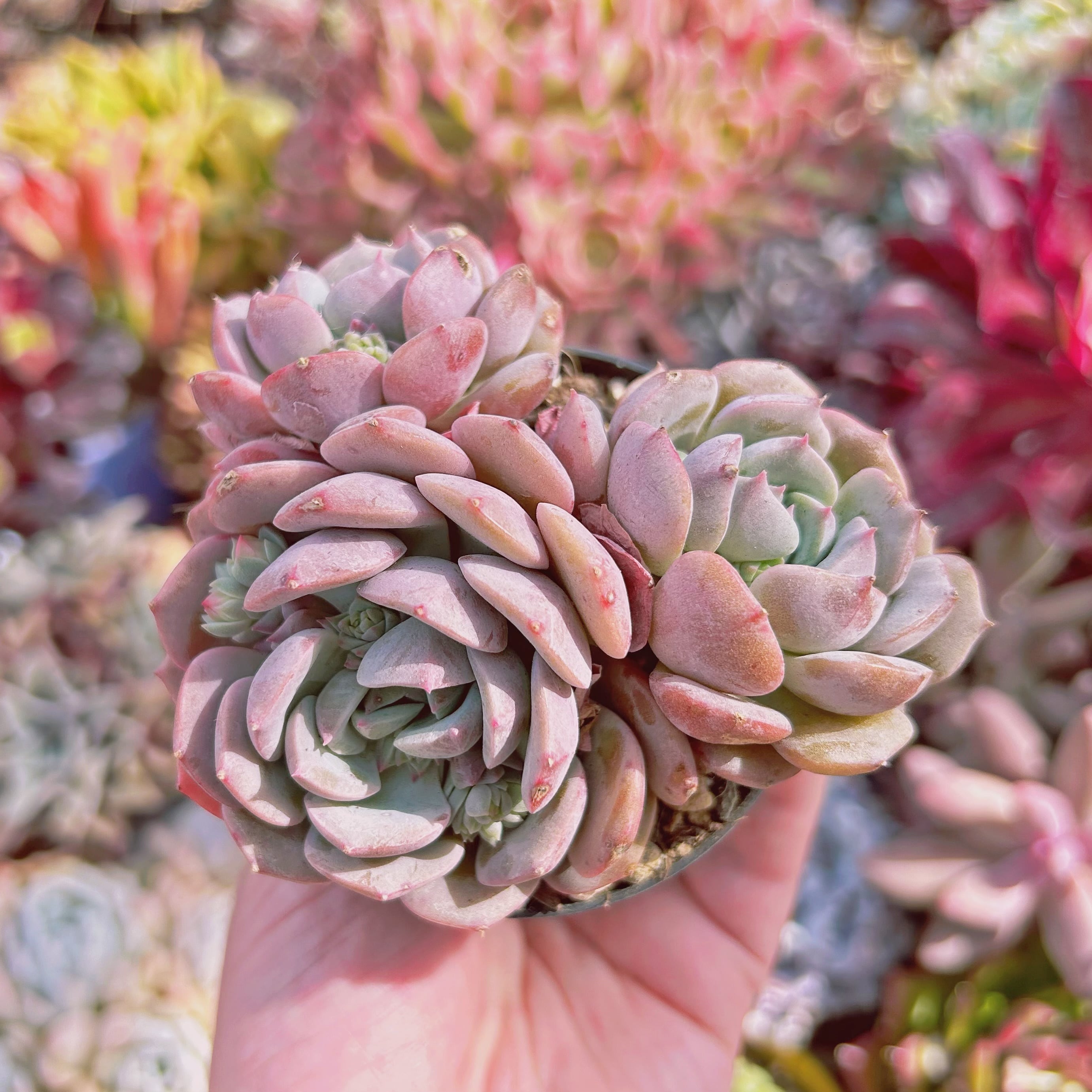 #667現物　多肉植物　クララ