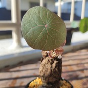 Stephania kaweesakii /ステファニア・カウィーサキ