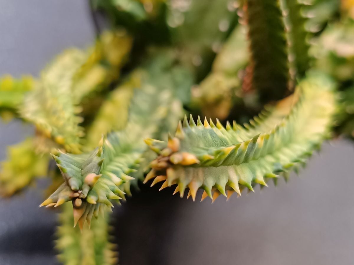 フェルニア・ゼブリナ錦 ガガイモ Huernia zebrina variegated