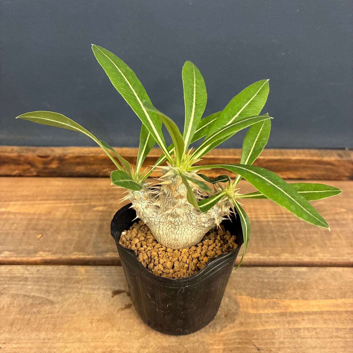 新着3日限定10%OFF】パキポディウム ホロンベンセ【008】 | PROTOLEAF