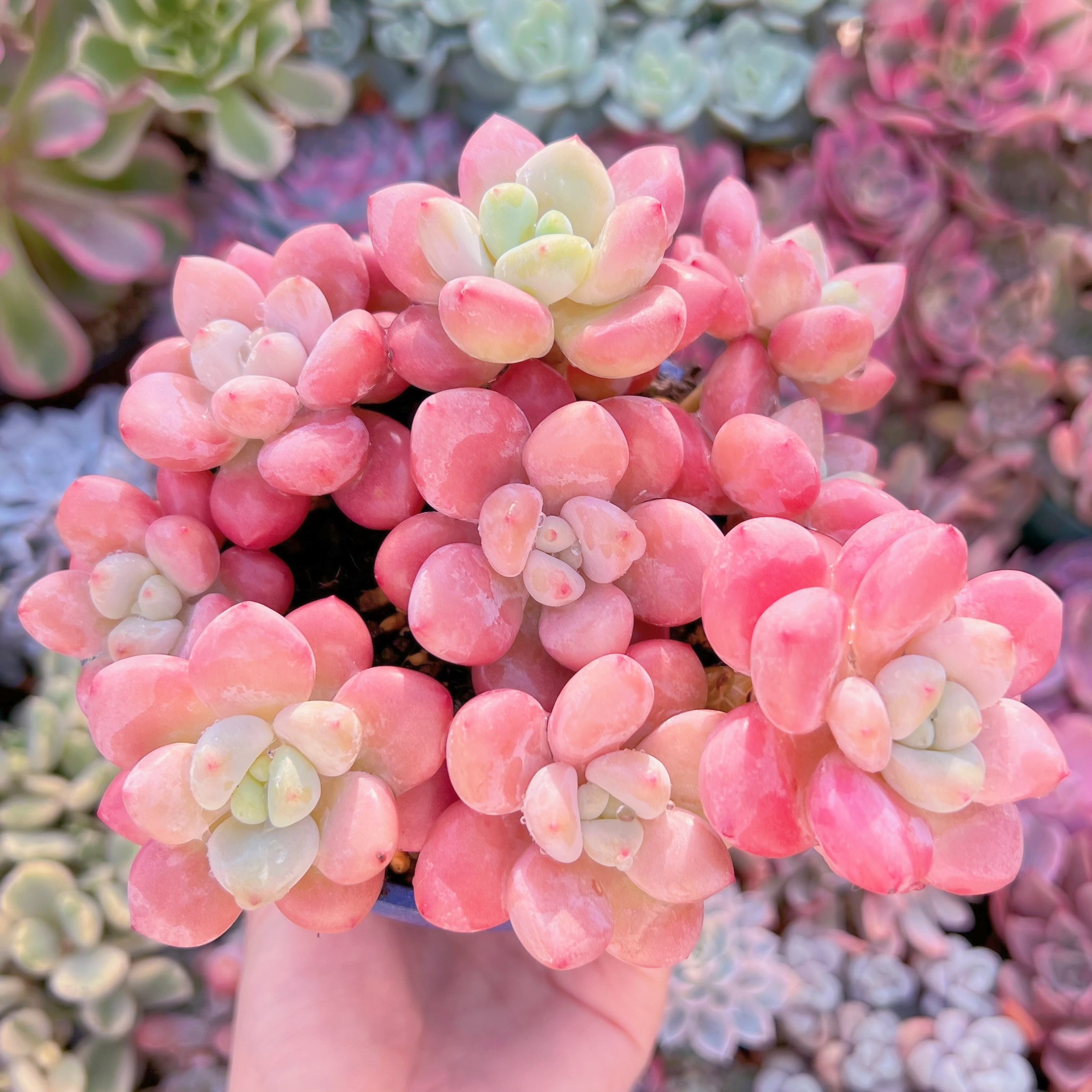 現品　マカロン#761　新入荷　るる農園