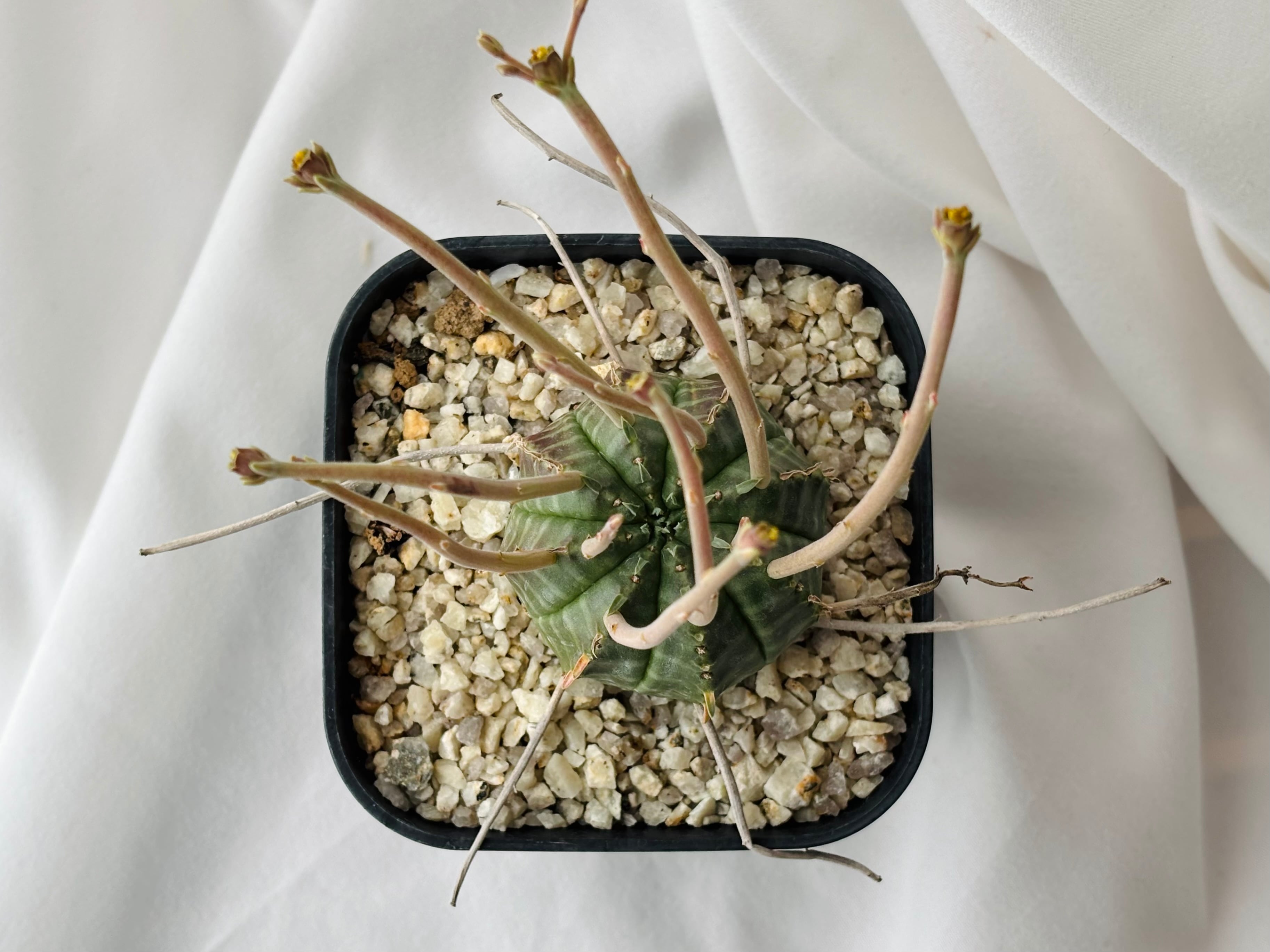 Euphorbia valida ユーフォルビア スーパーバリダ 多肉植物 | plants