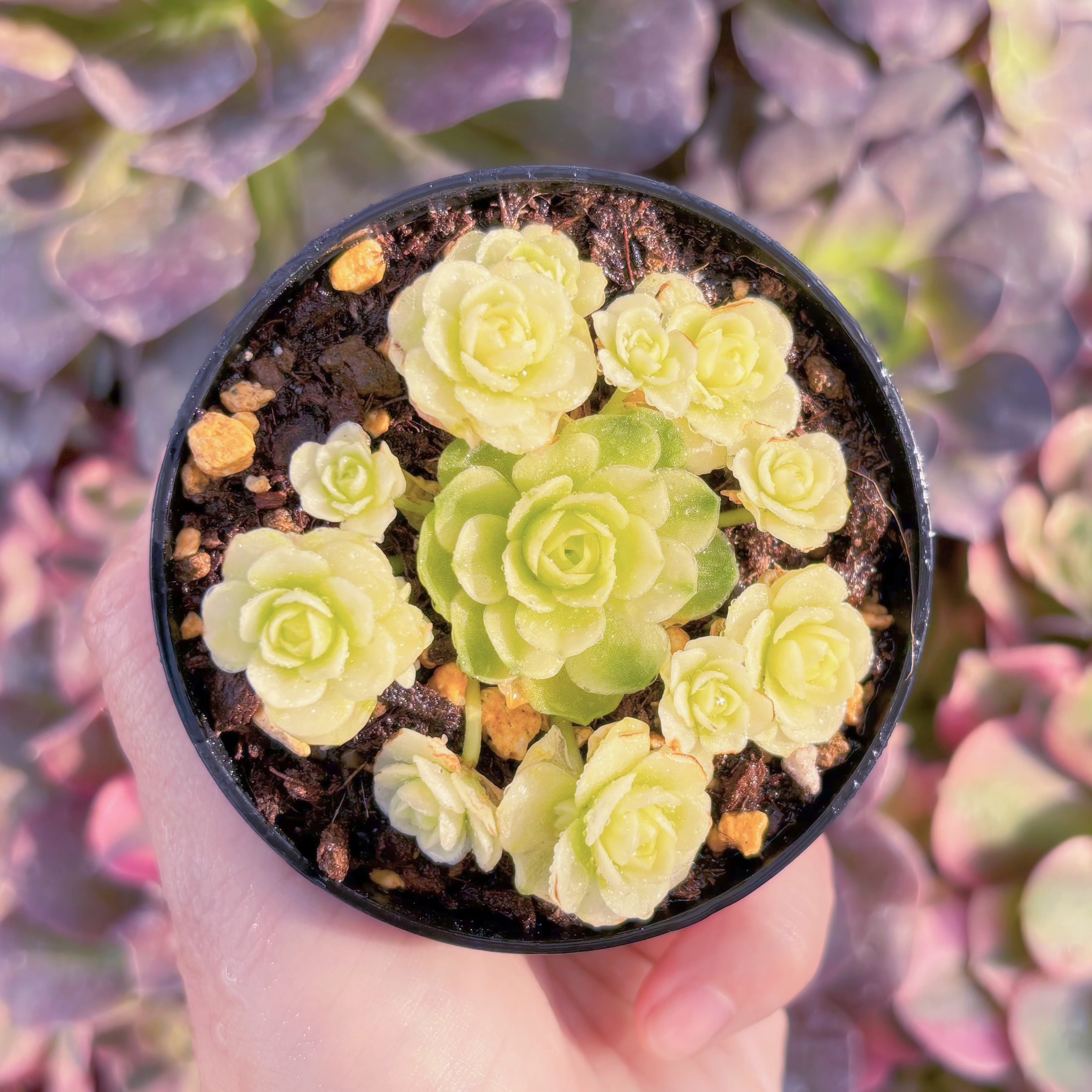 現品　キャッツアイ錦#D08　群生　新入荷　るる農園