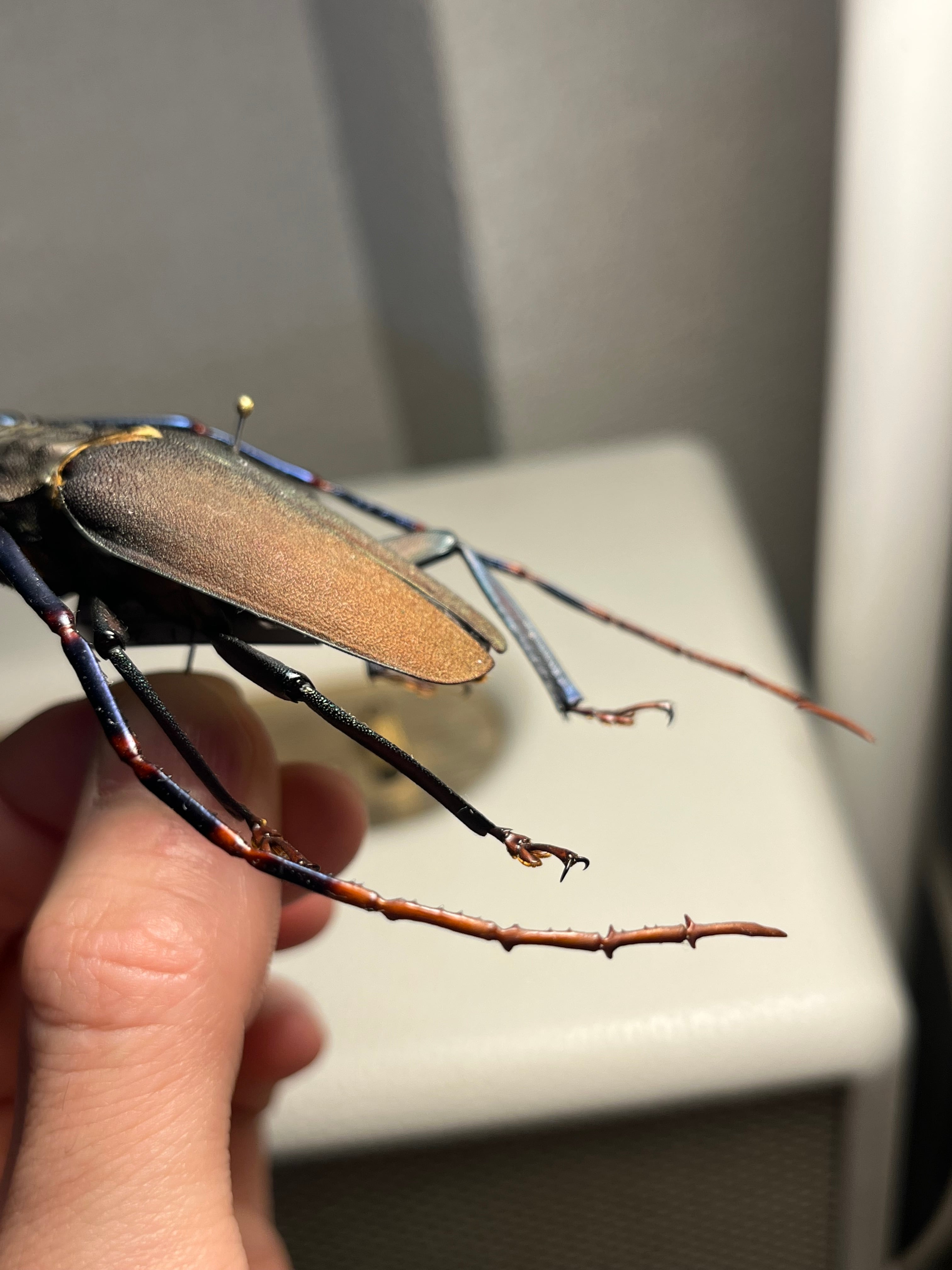 63mm】Mallaspis scutellarisカミキリ 標本ナンベイオオタガメ