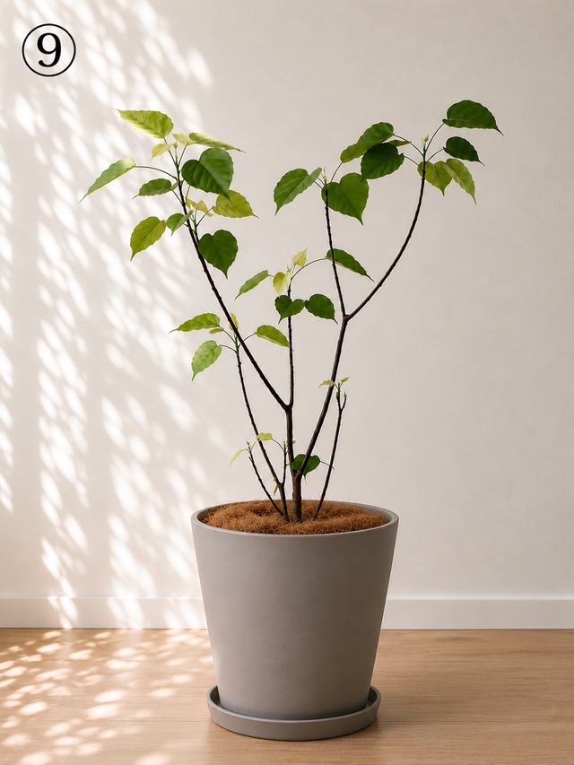 植え替えにおすすめの植木鉢・鉢カバー 観葉植物 calm cafe