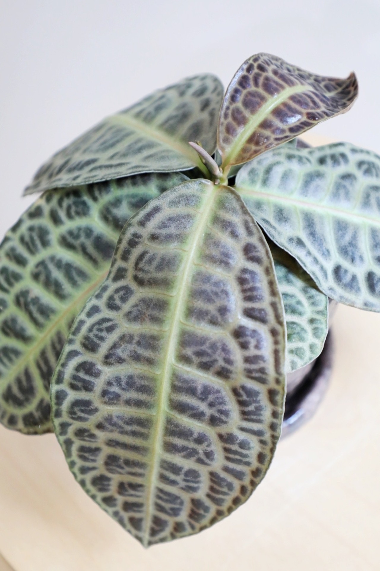 【M】【希少】ラビシア タートルバック/Labisia Turtle Back