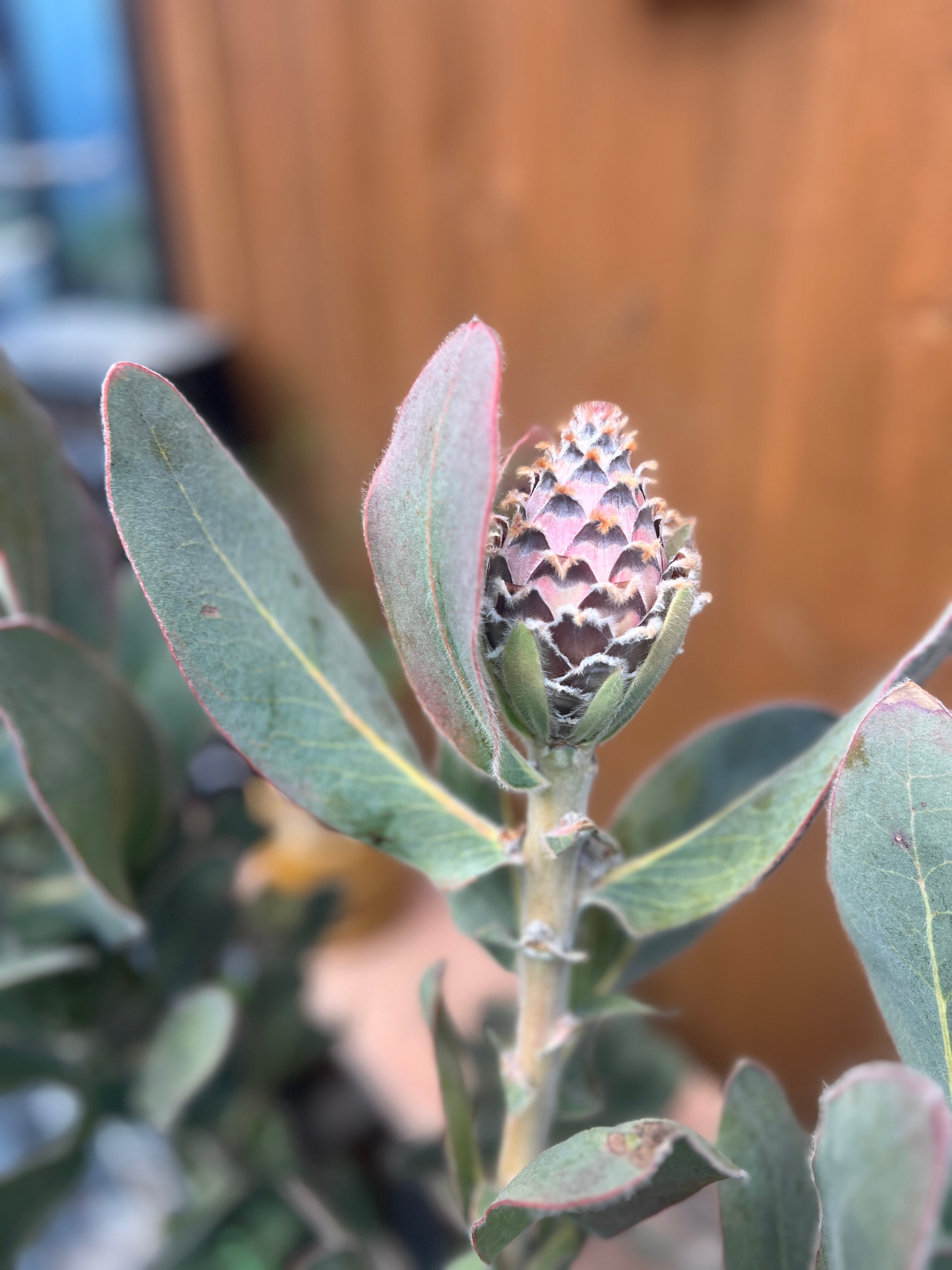 プロテア クイーン(4F) | 沼ノ上農園