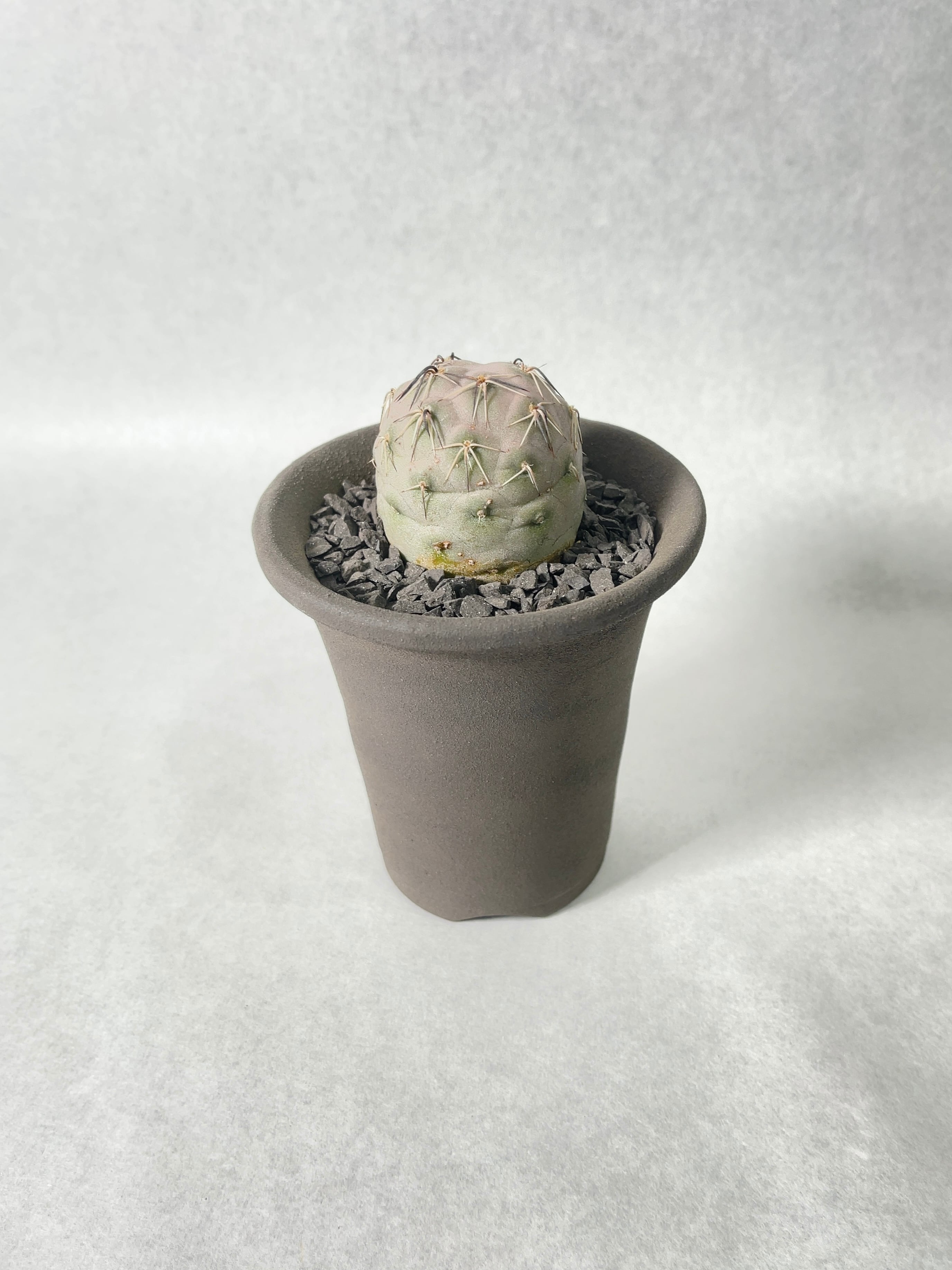 テフロカクタス・ゲオメトリクス | trigger