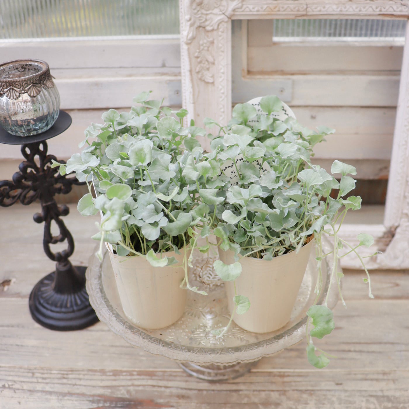 ディコンドラ・シルバーサーファー ― ナチュラルにきらめいて風に