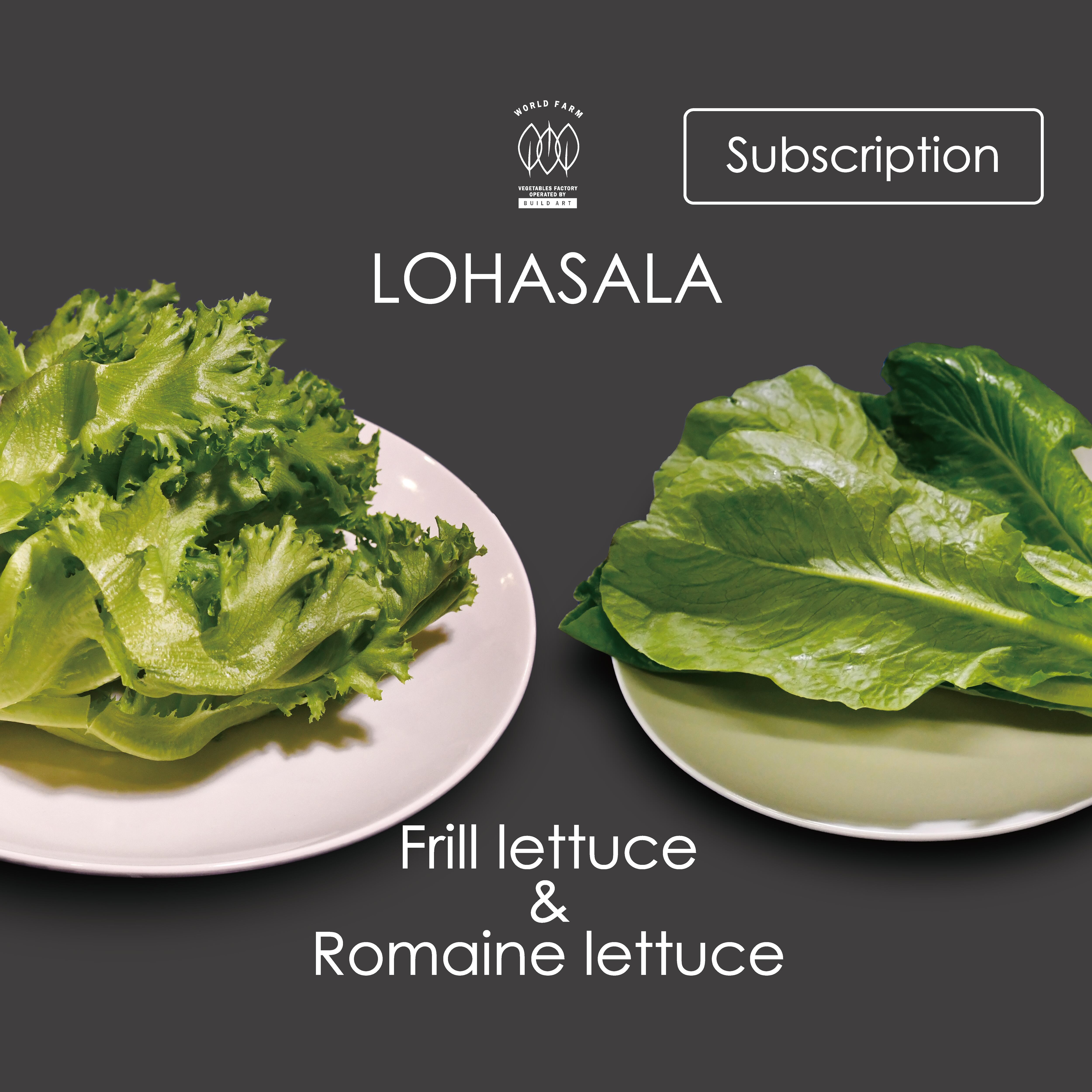 定期 Lohasala フリル ロメイン各3個 洗わずに食べられるled野菜 農薬不使用工場栽培野菜 Lohasala ロハサラ 定期 Lohasala フリル ロメイン各3個 洗わずに食べられるled野菜 農薬不使用工場栽培野菜 Lohasala ロハサラ