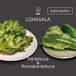 定期　LOHASALA　フリル＆ロメイン各3個　洗わずに食べられるLED野菜