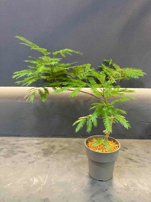 エバフレッシュ曲がり仕立て