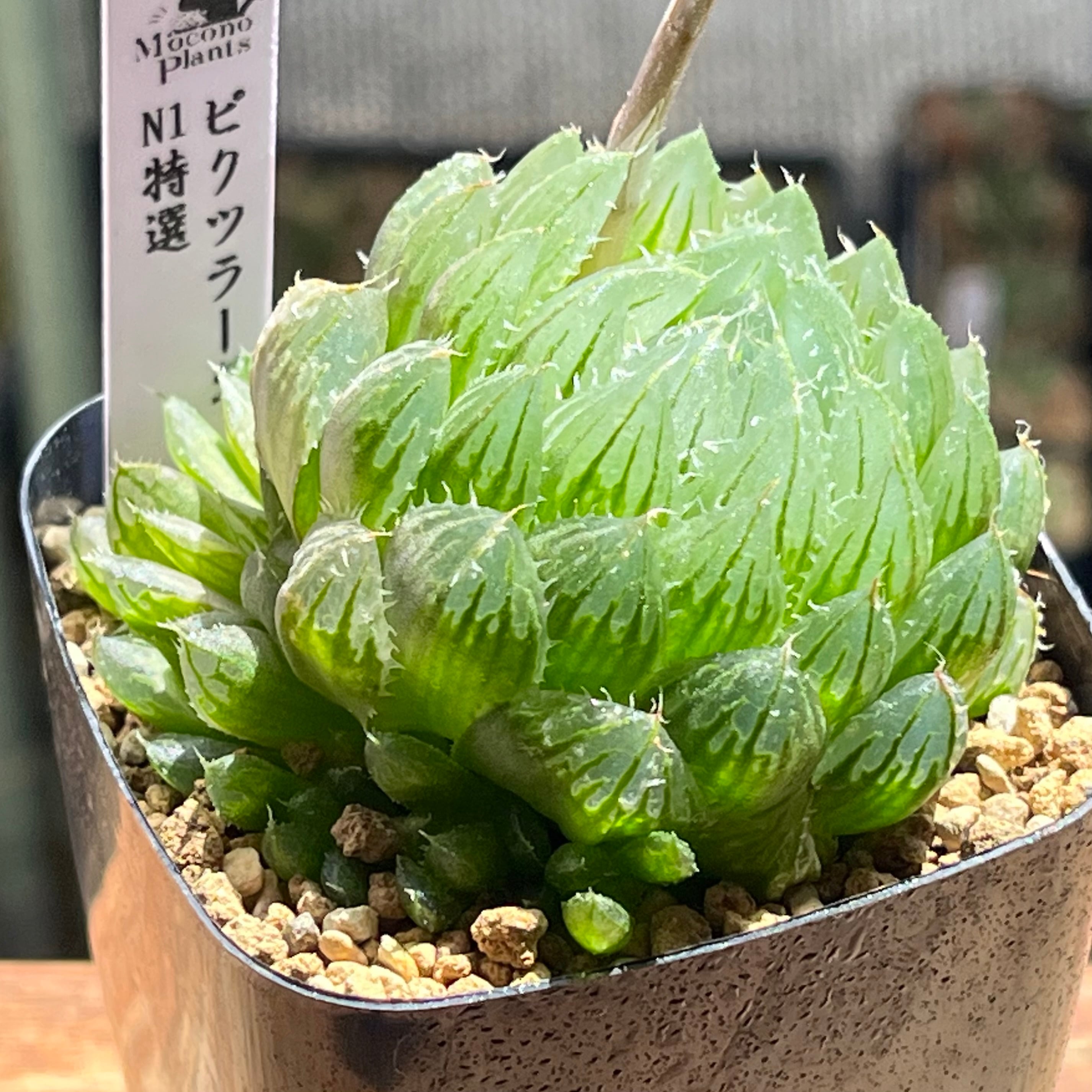 オブツーサ系 | mocono_plants