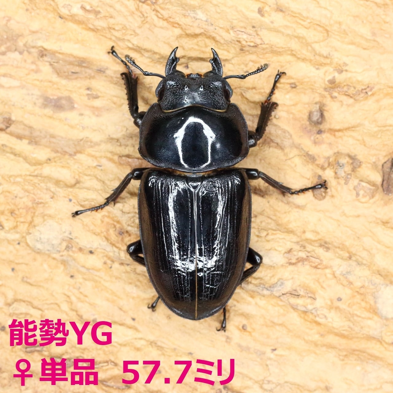 DRIP 】◇能勢YG血統◇ オオクワガタ ♂85.1mm+♀54．7mm 新