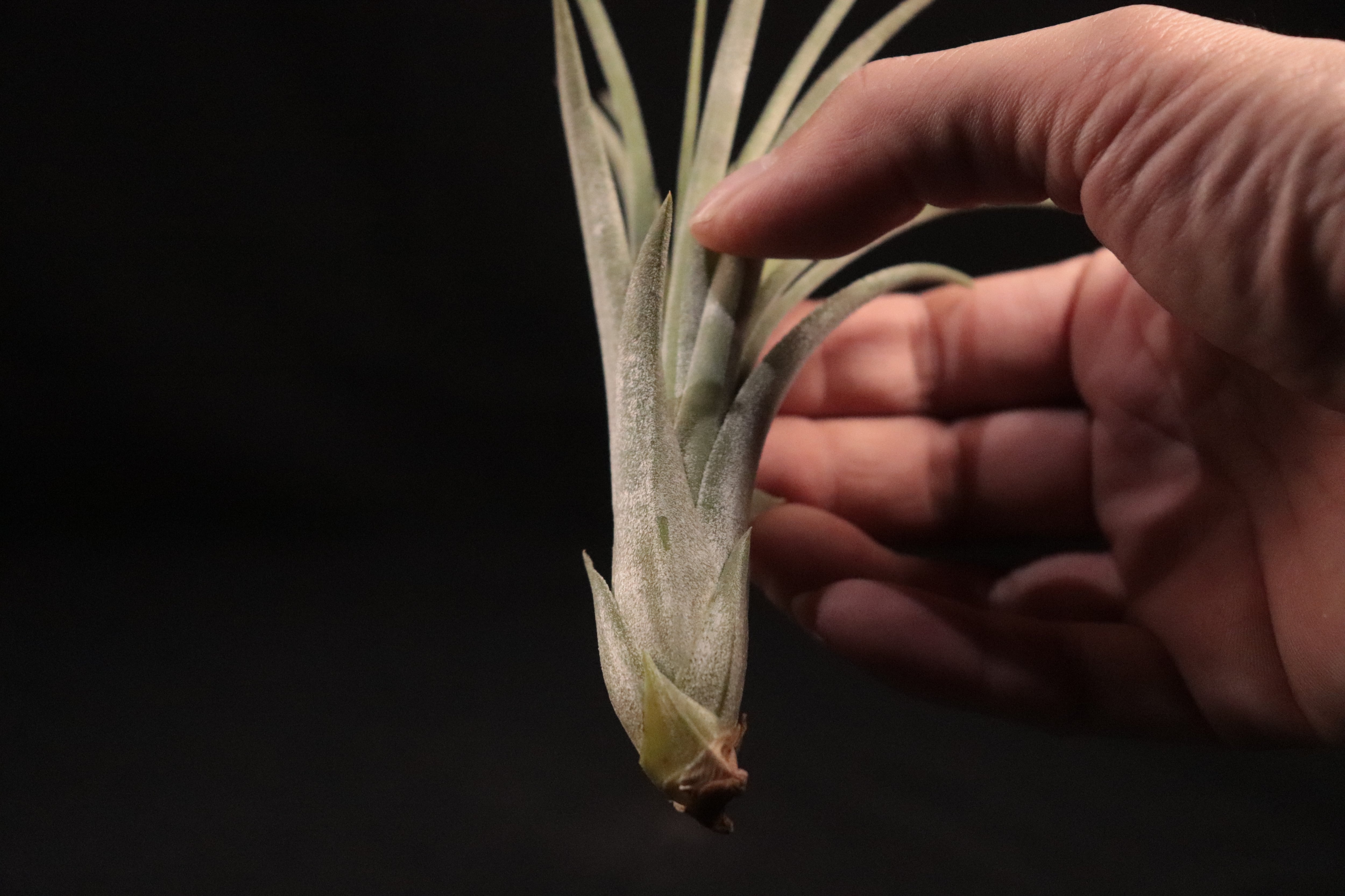 送料無料】'Jumping for Joy'〔エアプランツ〕現品発送T3544 | plane