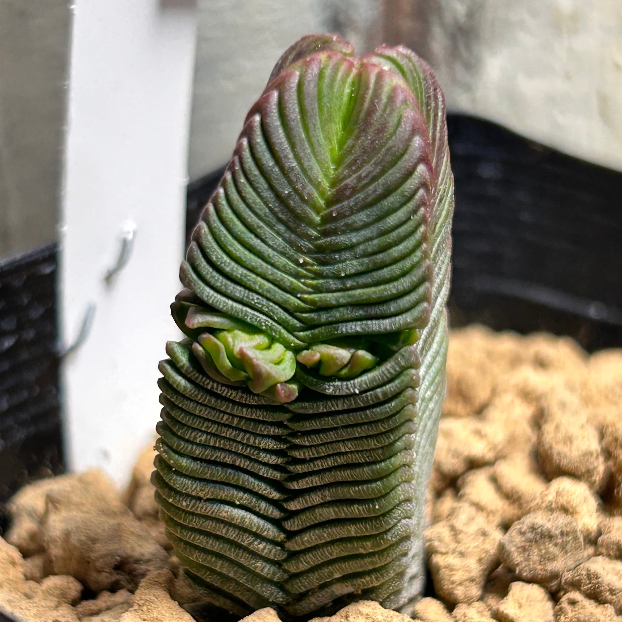 韓国苗 | RuPo 多肉植物専門店