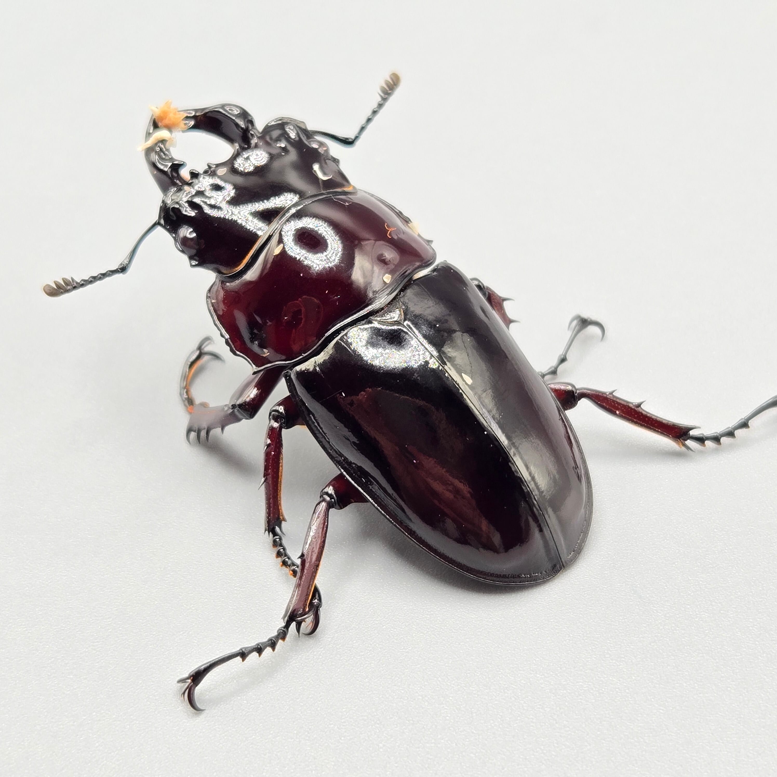 赤レギウス レギウスオオツヤクワガタ 白眼 ♂♀♀ トリオ 53×43×39 