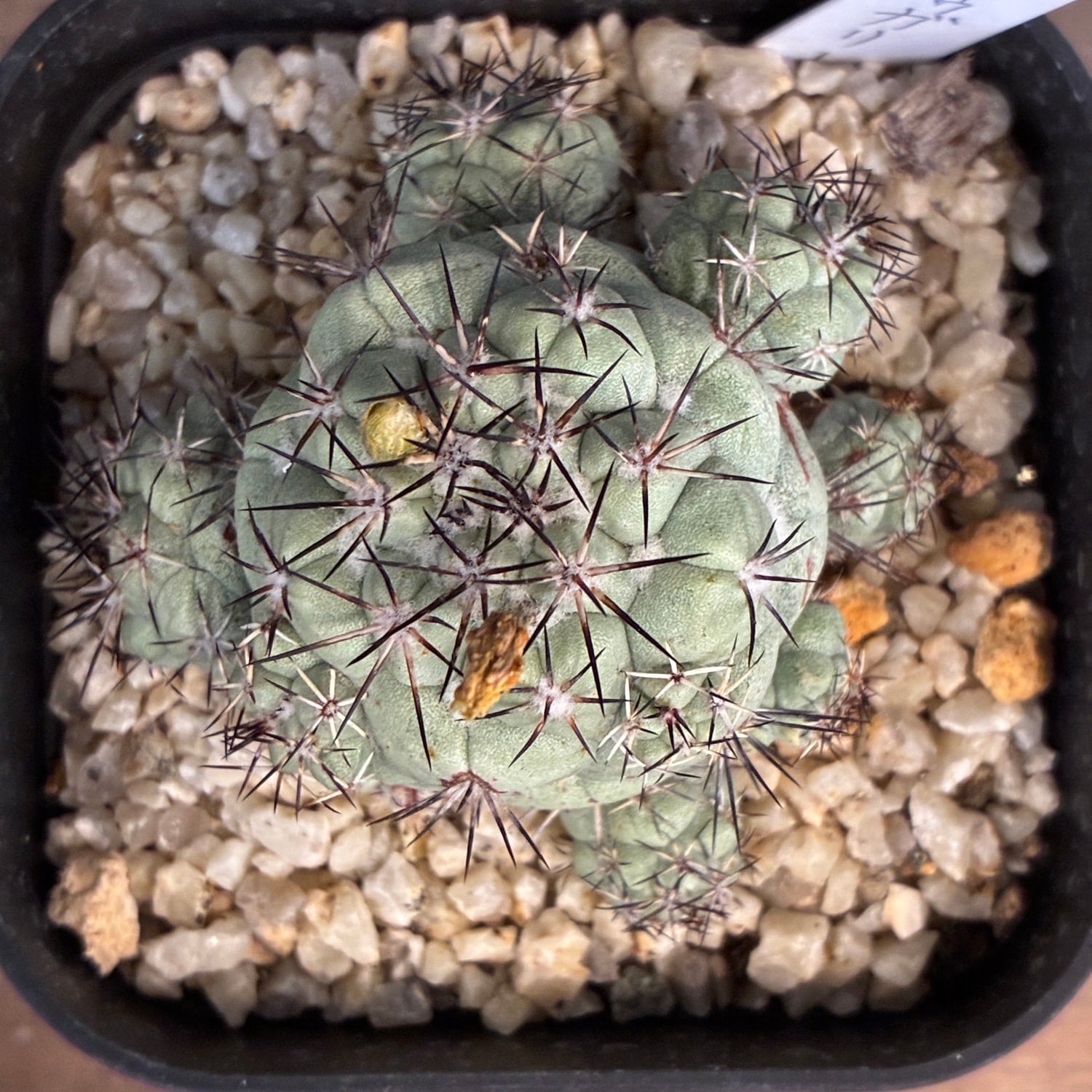 Copiapoa】サボテン オルテゴカクタス マクドガリー実生【870