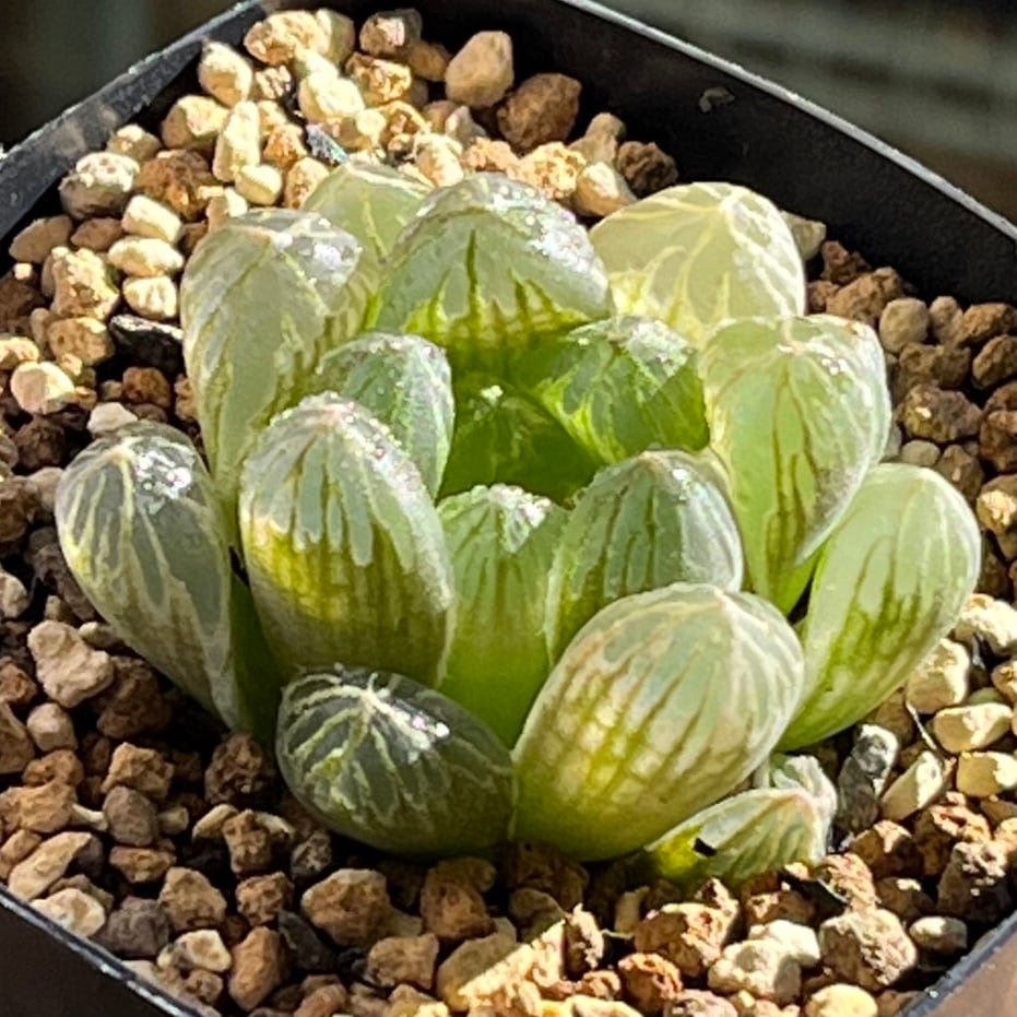 専用 丸葉ピクタ錦+ジェリーフィッシュ錦 専用 丸葉ピクタ錦+ジェリーフィッシュ錦 専用 丸葉ピクタ錦+ジェリー