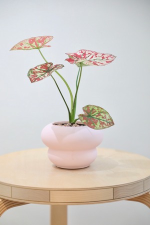 【S】カラジウム ユニバース/Caladium