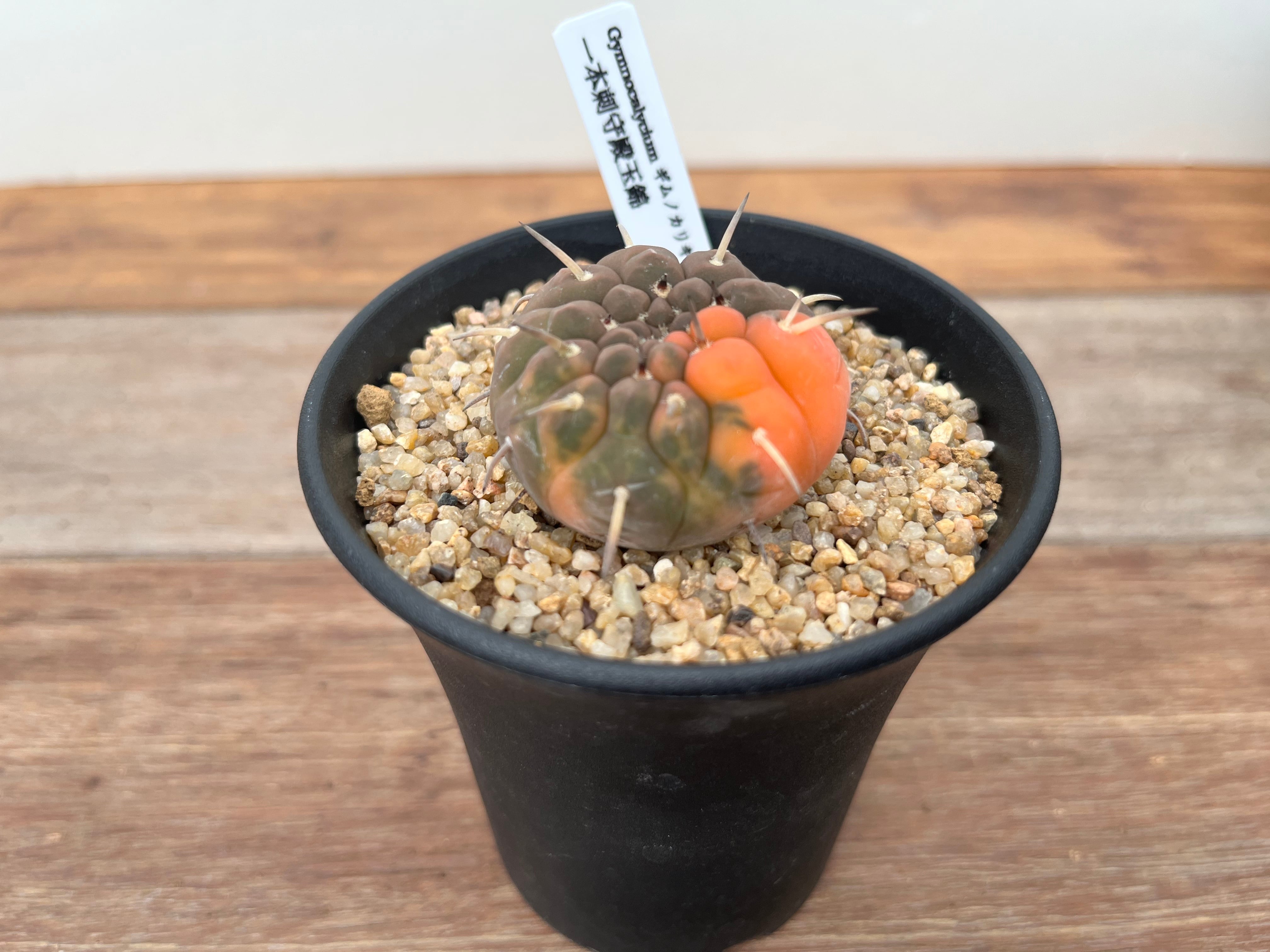 Gymnocalycium stellatum ギムノカリキュウム 守殿玉錦 一本刺