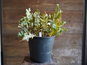 【現物】バンクシア　"レペンス"　A