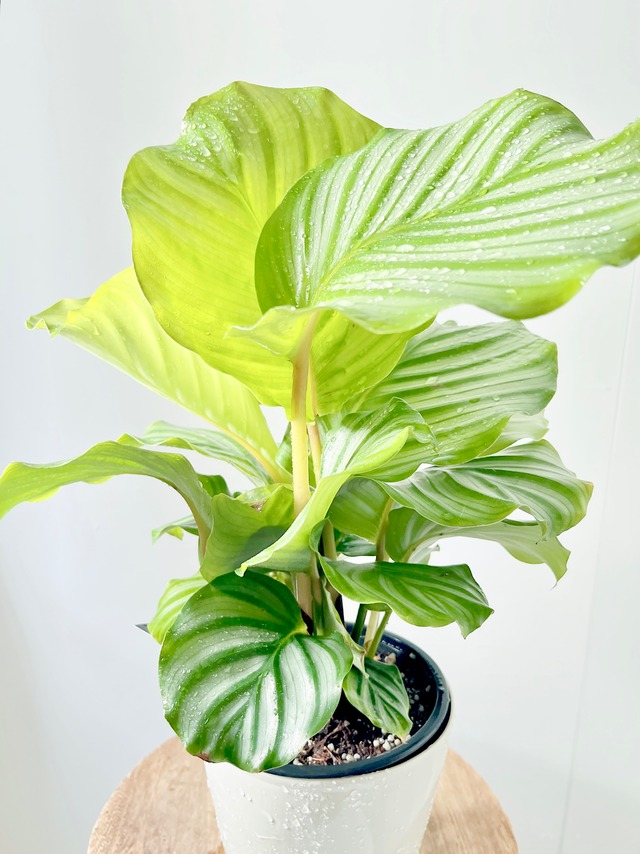 ドラセナ コンシンネ ホワイトボリー 観葉植物 大型