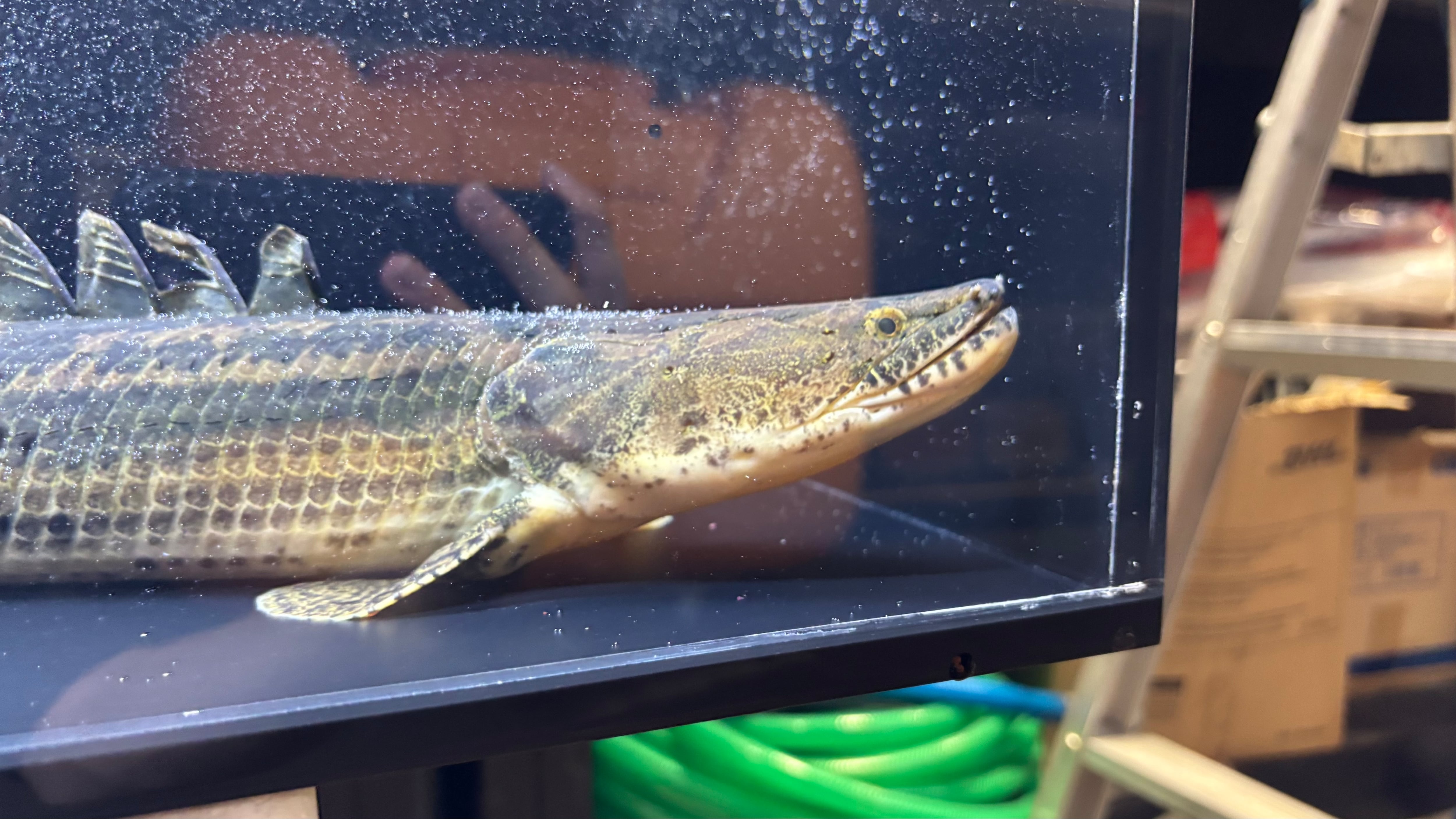 わいるどもんオリジナル 流動式フィルター 60cmサイズ 単品 | アフリカ