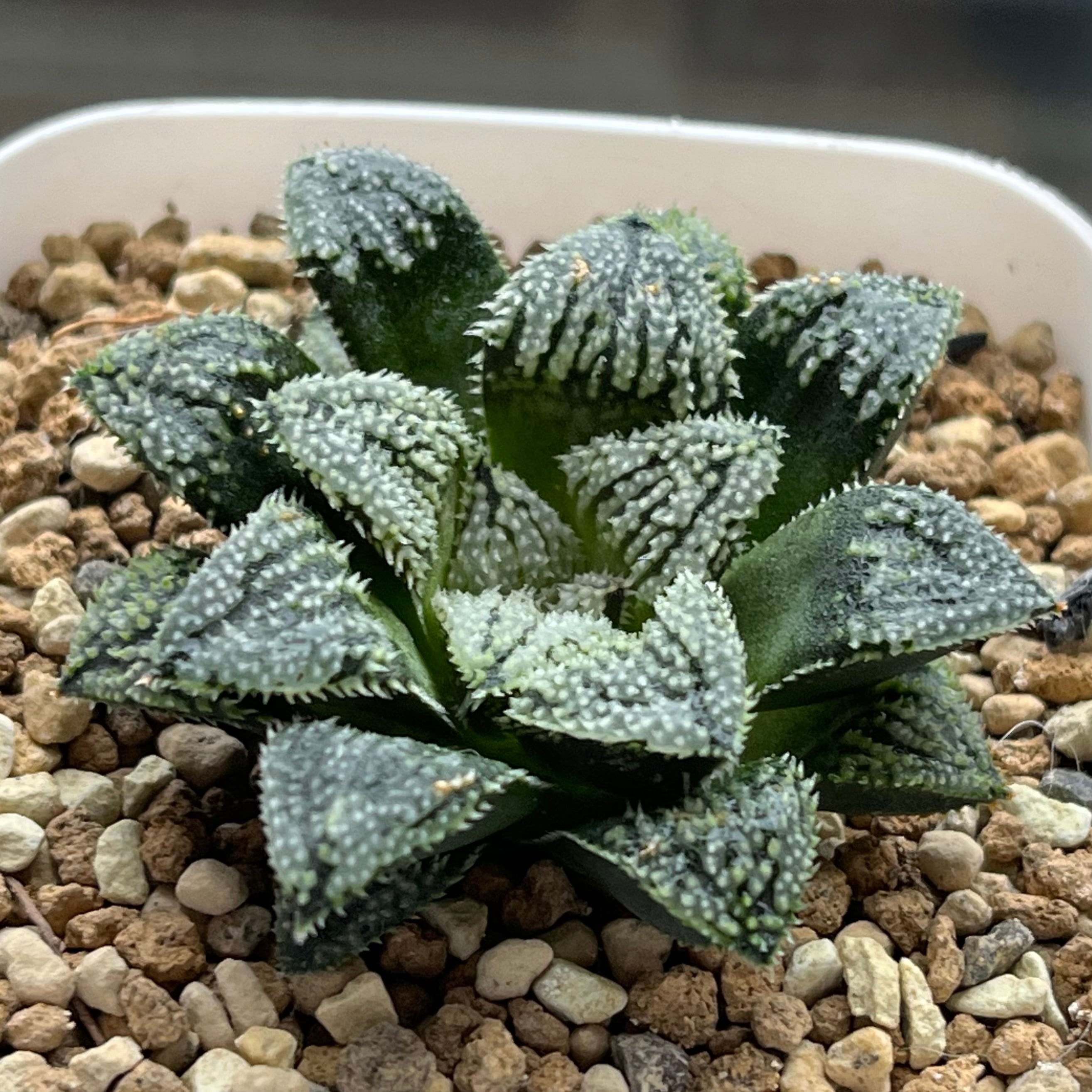 ハオルチア 森の雫 | mocono_plants